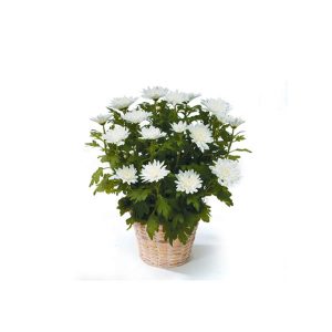 White-Chyrsanthemum