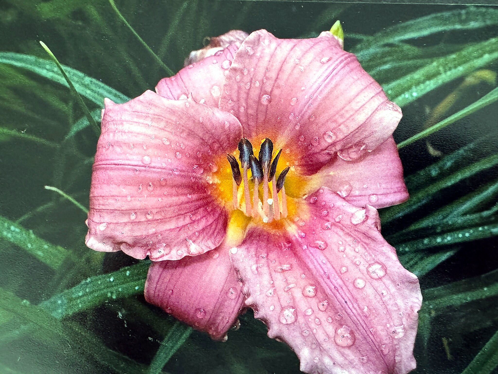 Close-up of a pink hibiscus flower with droplets of water on petals and green leaves in the background, center yellow-orange.