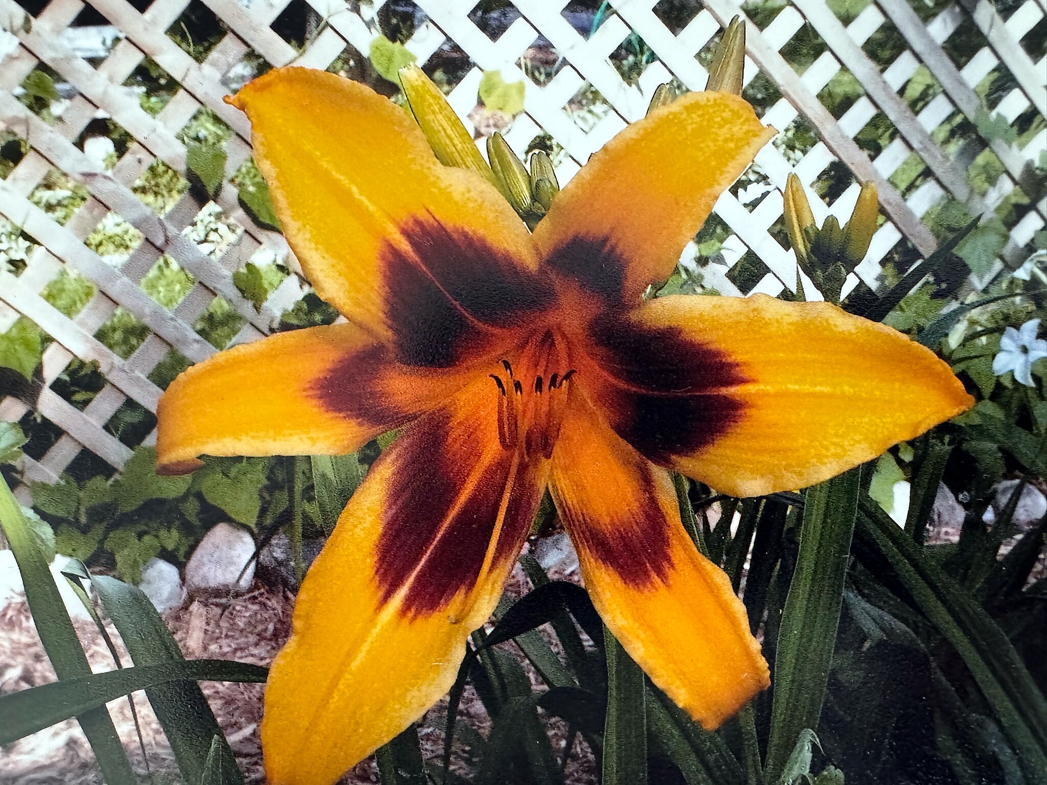 Close-up of a bright orange daylily with a dark burgundy throat against a lattice fence background in a garden setting.