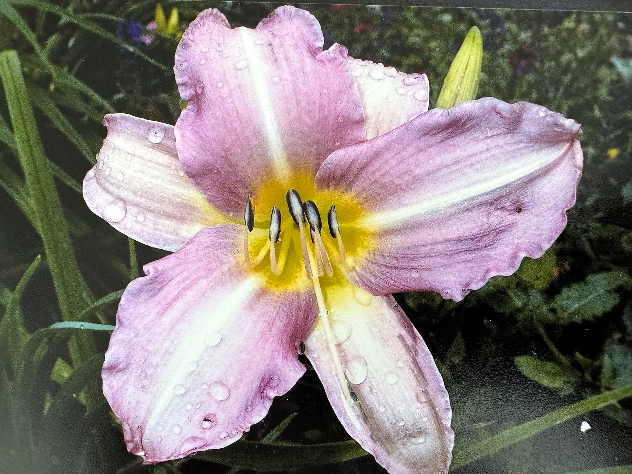 Close-up of a pale pink lily with a yellow center and dew drops on the petals, against a dark green background.