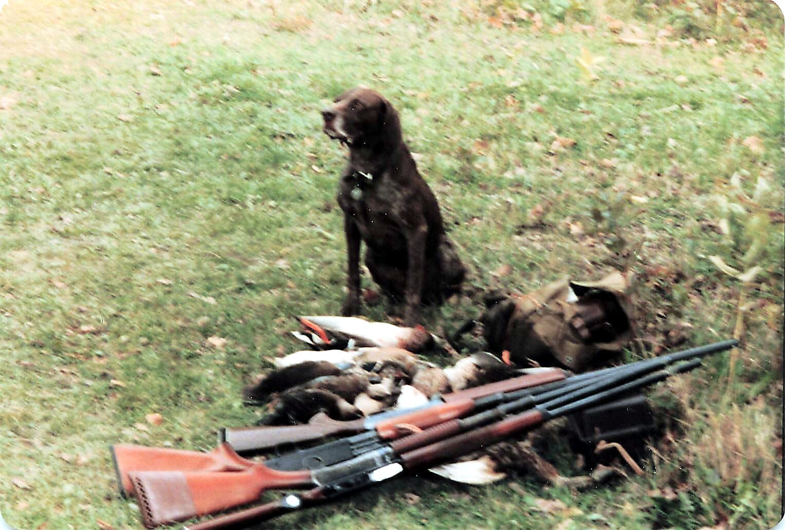 Brown dog sitting on grass beside a pile of hunting rifles and dead game birds.