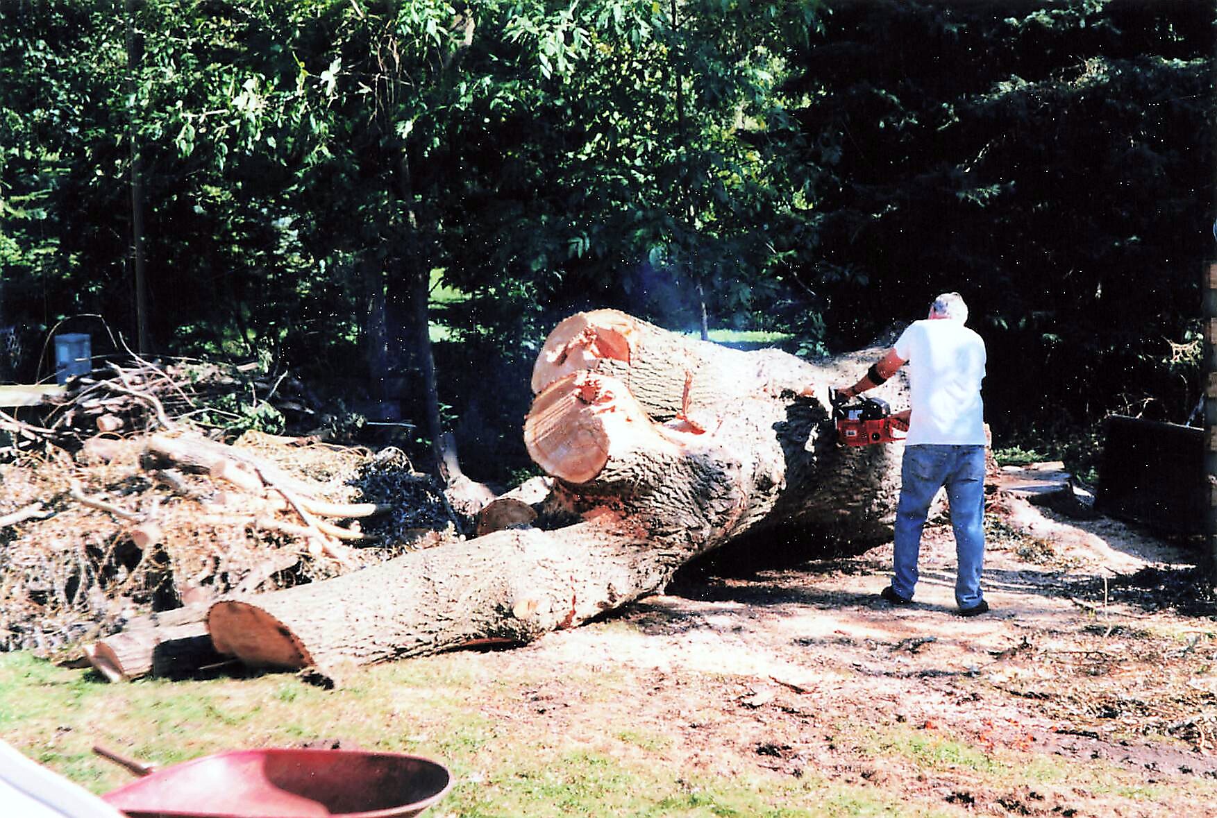 Man in a white shirt and jeans using a chainsaw to cut a large fallen tree trunk outdoors, wood chips flying