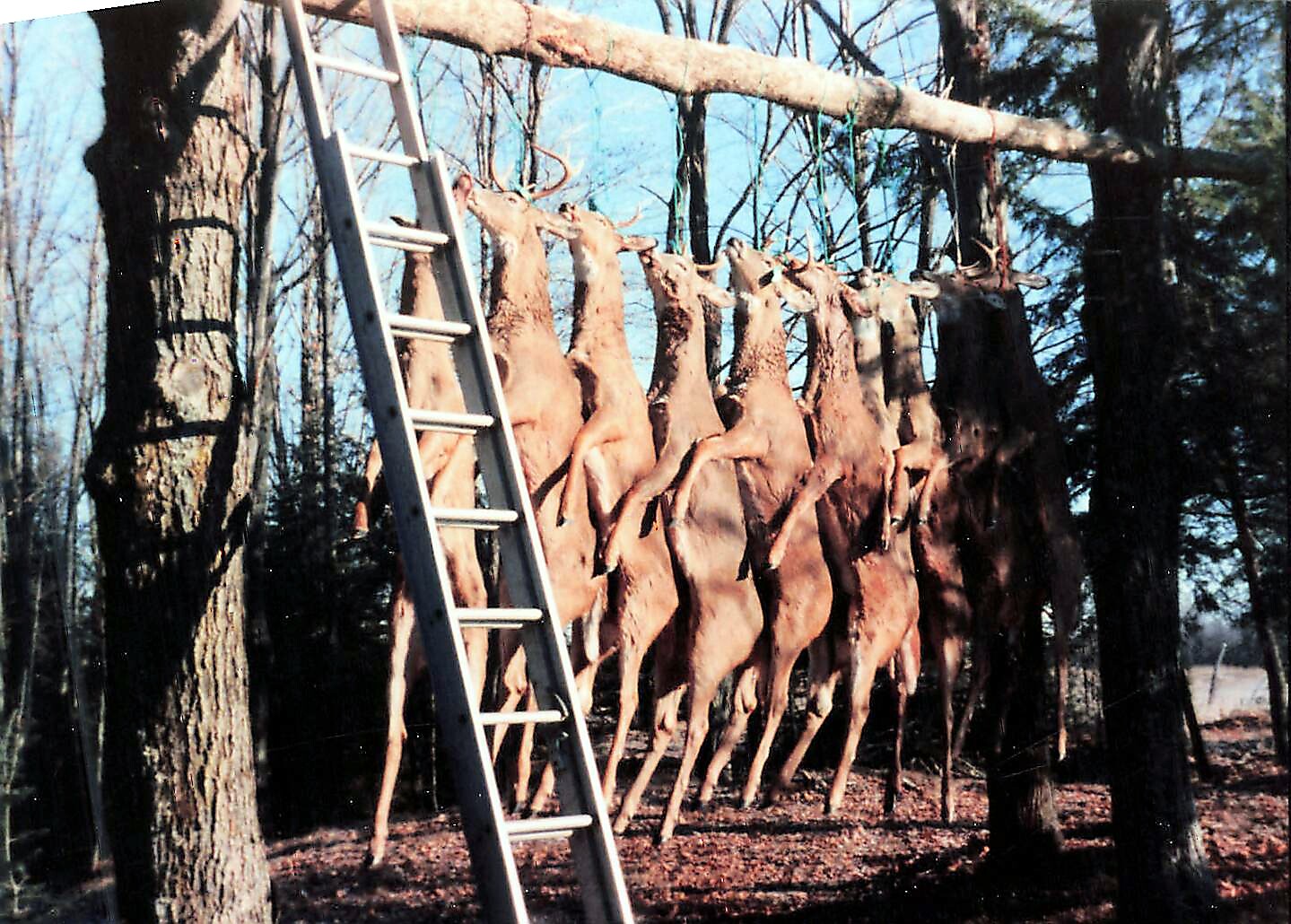 Row of deer hung by their hind legs from a horizontal log between trees, with a ladder leaning nearby in a forest setting.