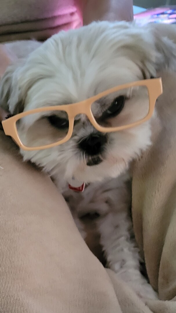 Small fluffy dog wearing peach-colored glasses, nestled on a person's lap.