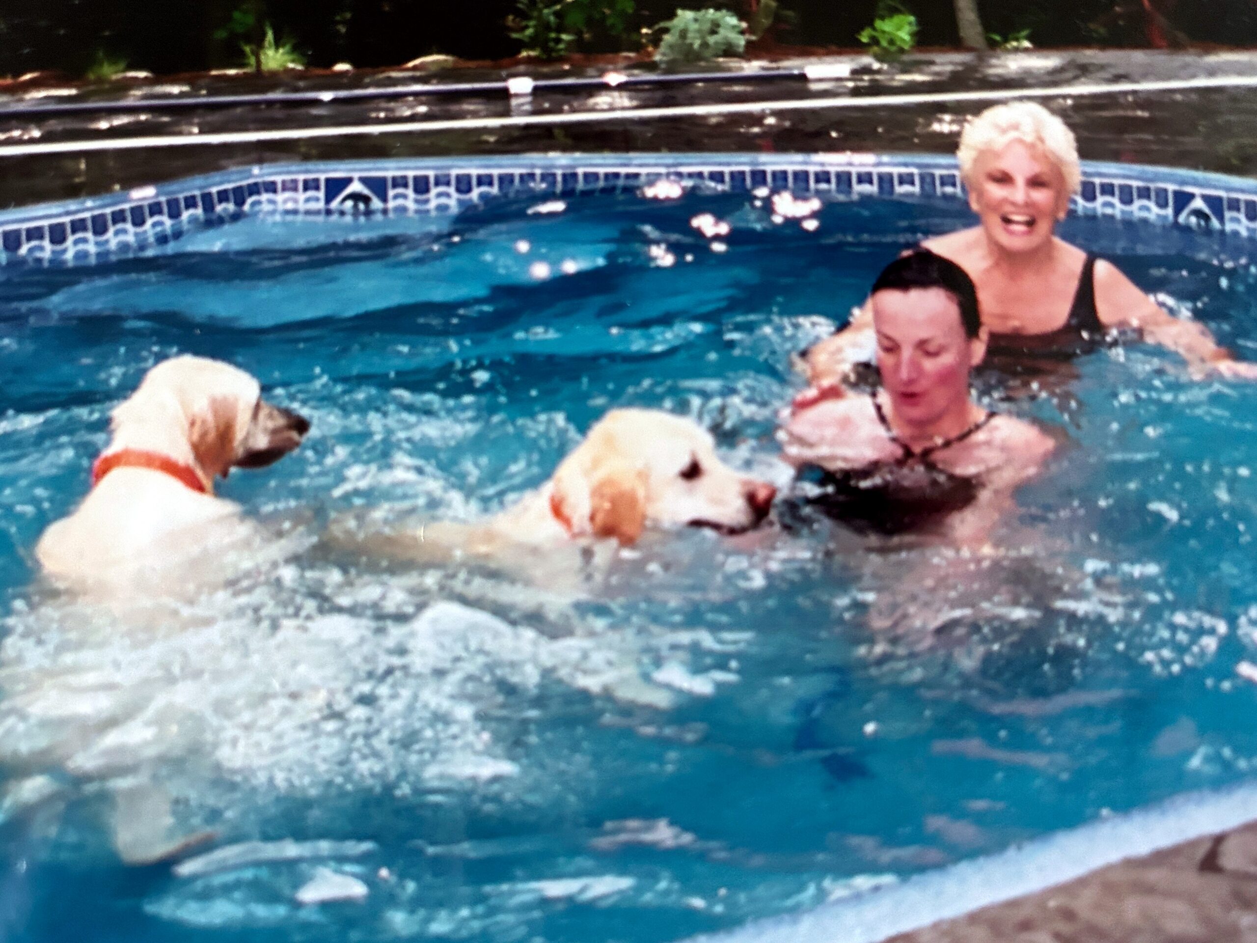 People swimming in a backyard pool with two dogs splashing near the edge, smiling woman in a black swimsuit in the background.