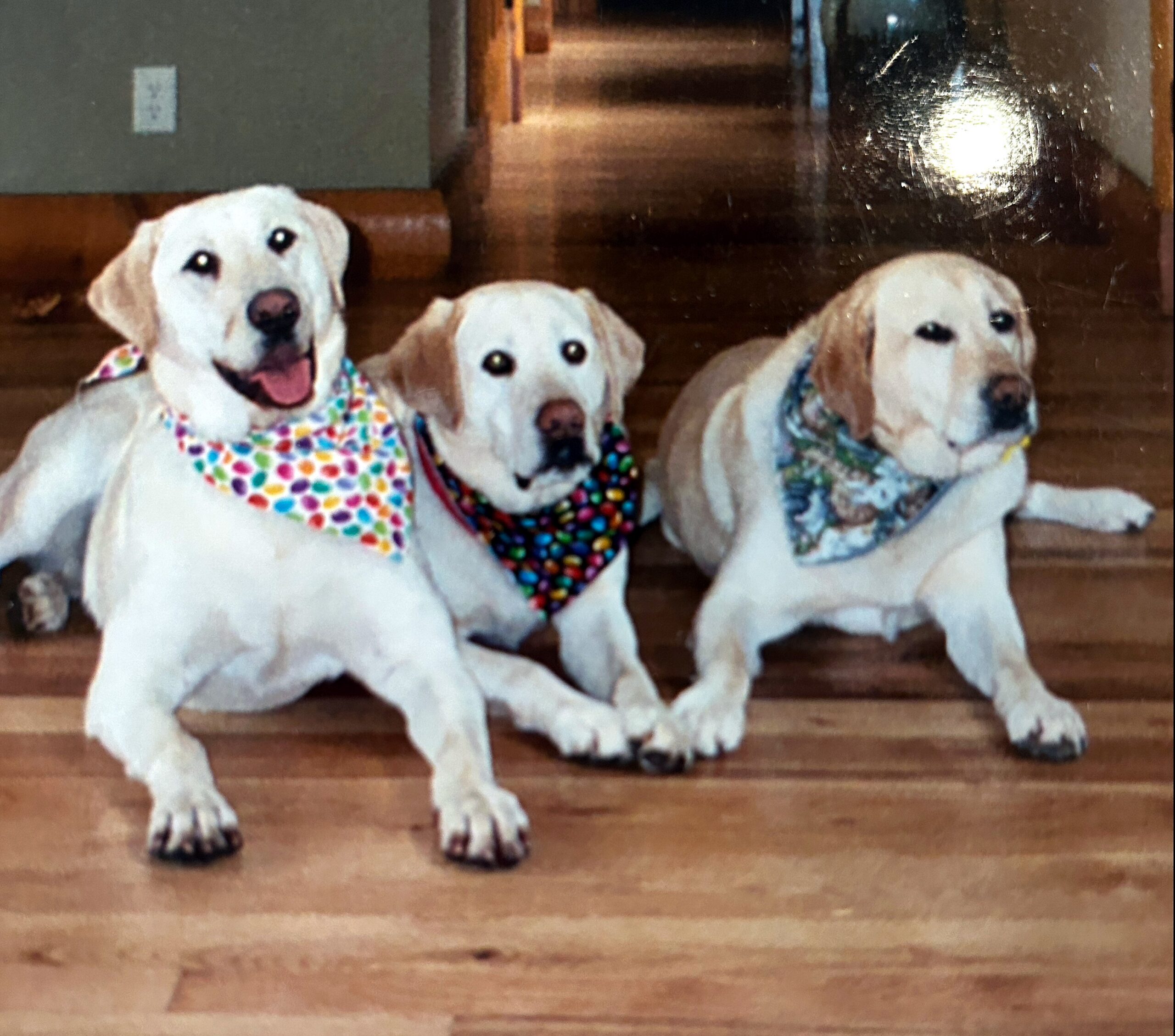 Three light-colored dogs sitting on a wooden floor, each wearing a colorful patterned bandana.