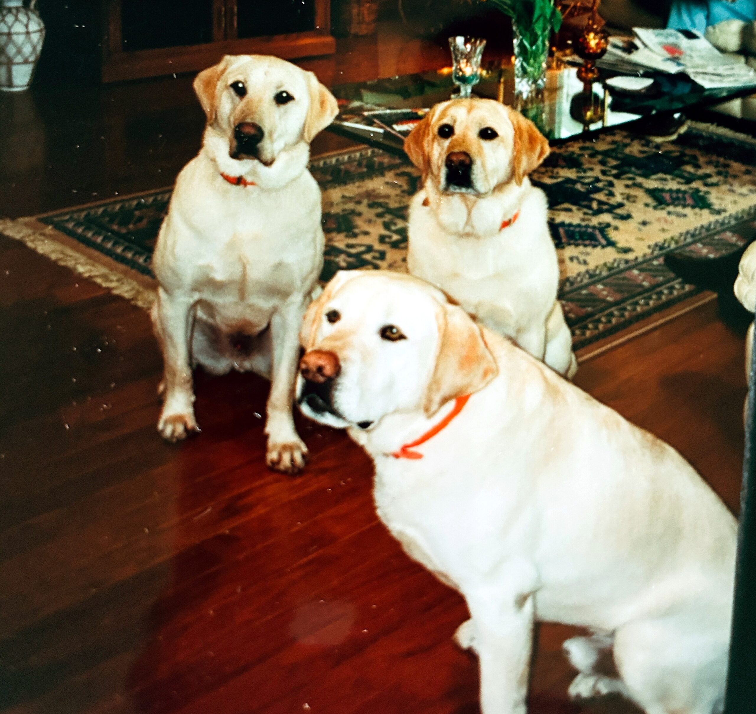 Three light-colored dogs sit on a patterned rug inside a home, facing the camera; two wear orange collars while a third is partially visible behind them.