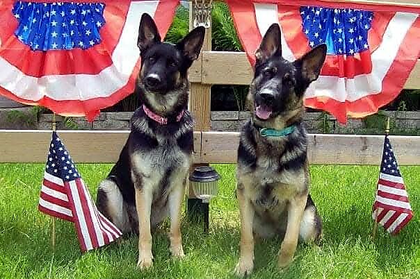 Two German Shepherds sit on a green lawn beneath red, white, and blue bunting with small American flags nearby.