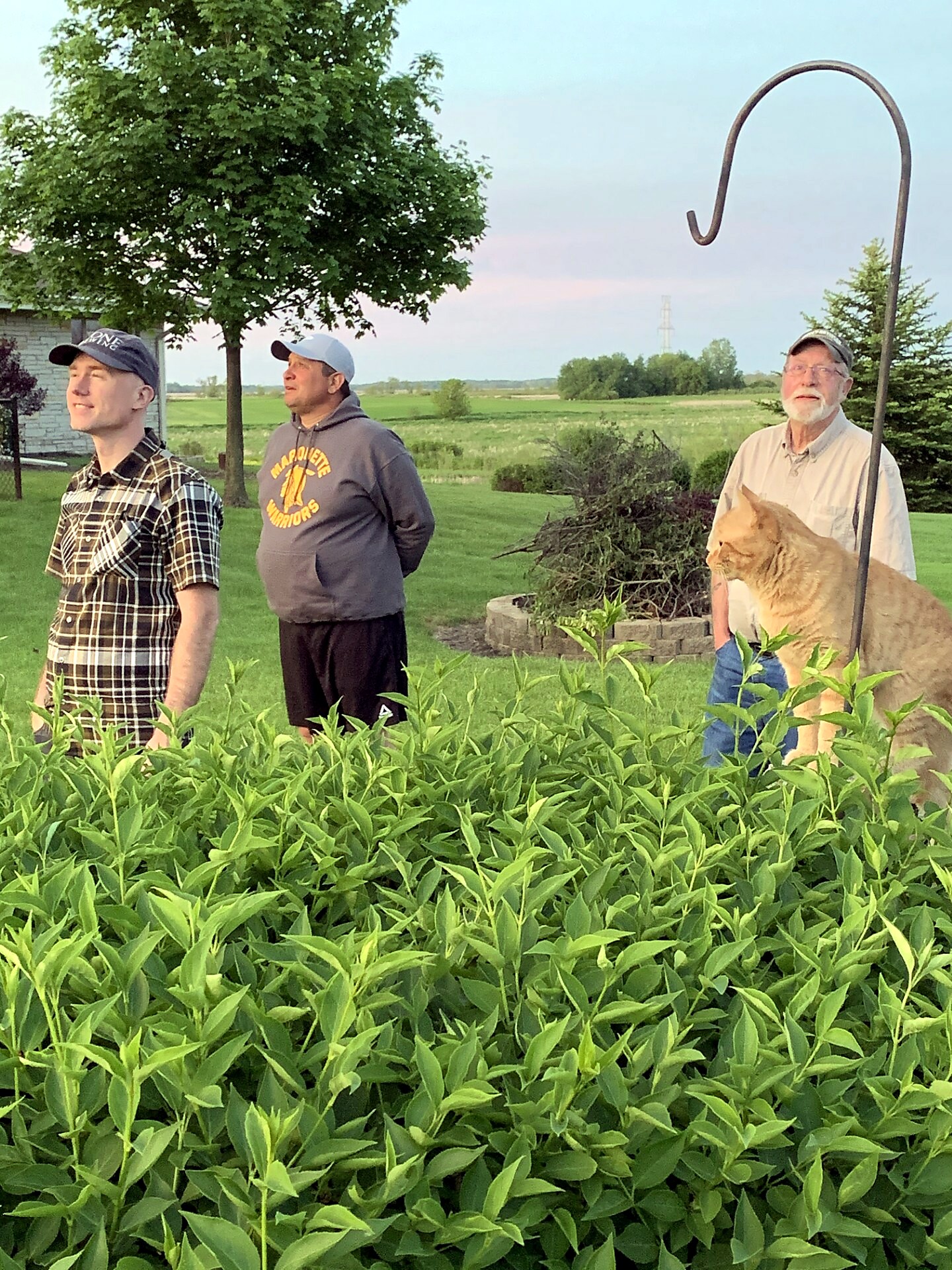 Three men stand outside by a hedge in a grassy yard; a tall curved metal shepherd's hook looms to the right, with an orange cat near the man in a light shirt.