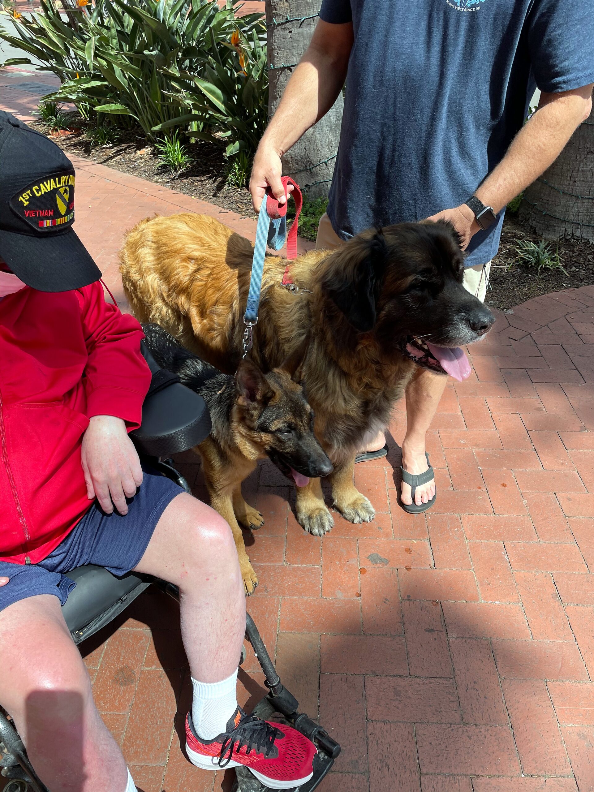 Two large dogs with two people on a brick sidewalk; a tan fluffy dog and a dark brown dog, leashes held by a man in a blue shirt.
