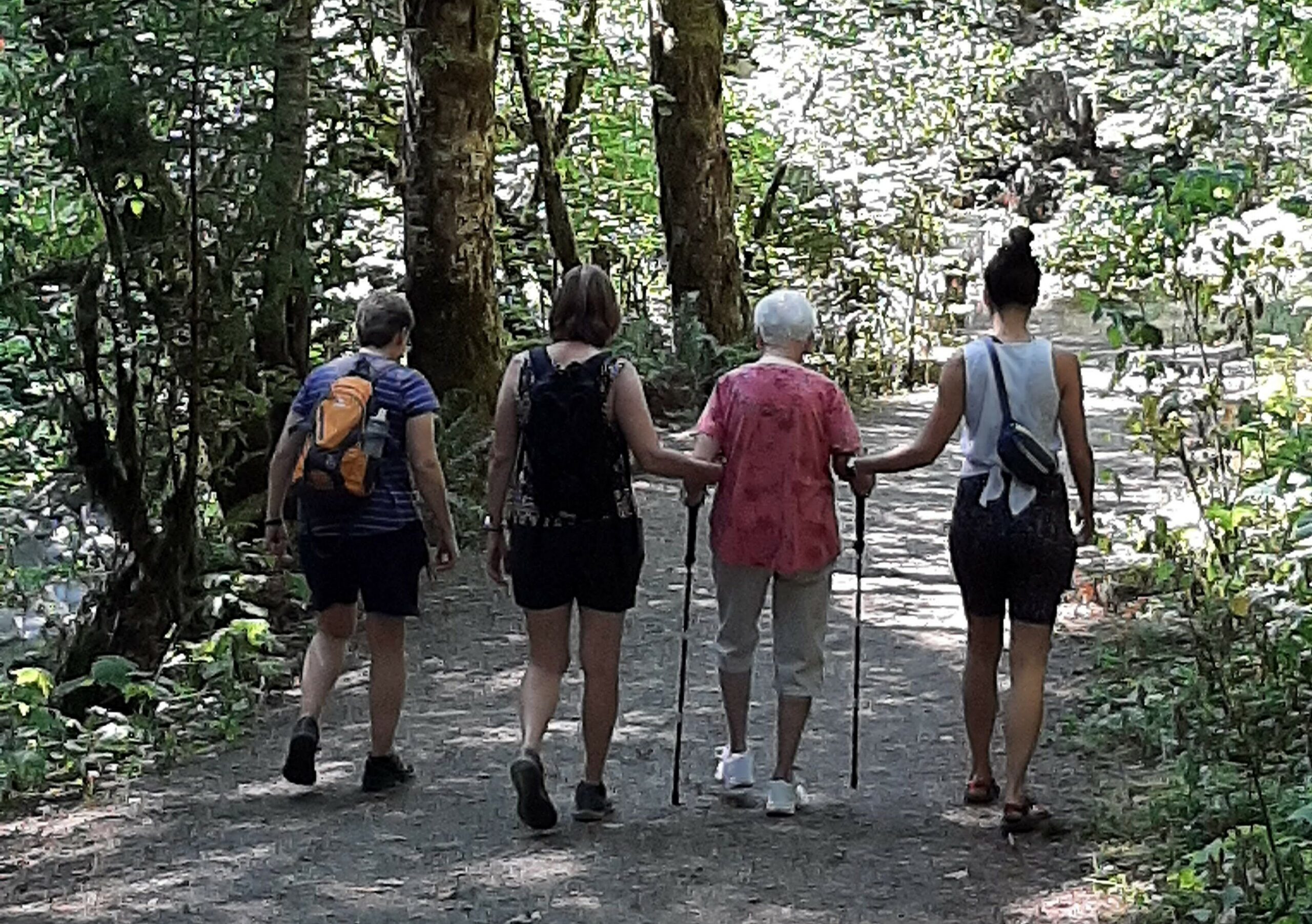 Four people with backpacks walk away along a shaded forest path seen from behind.