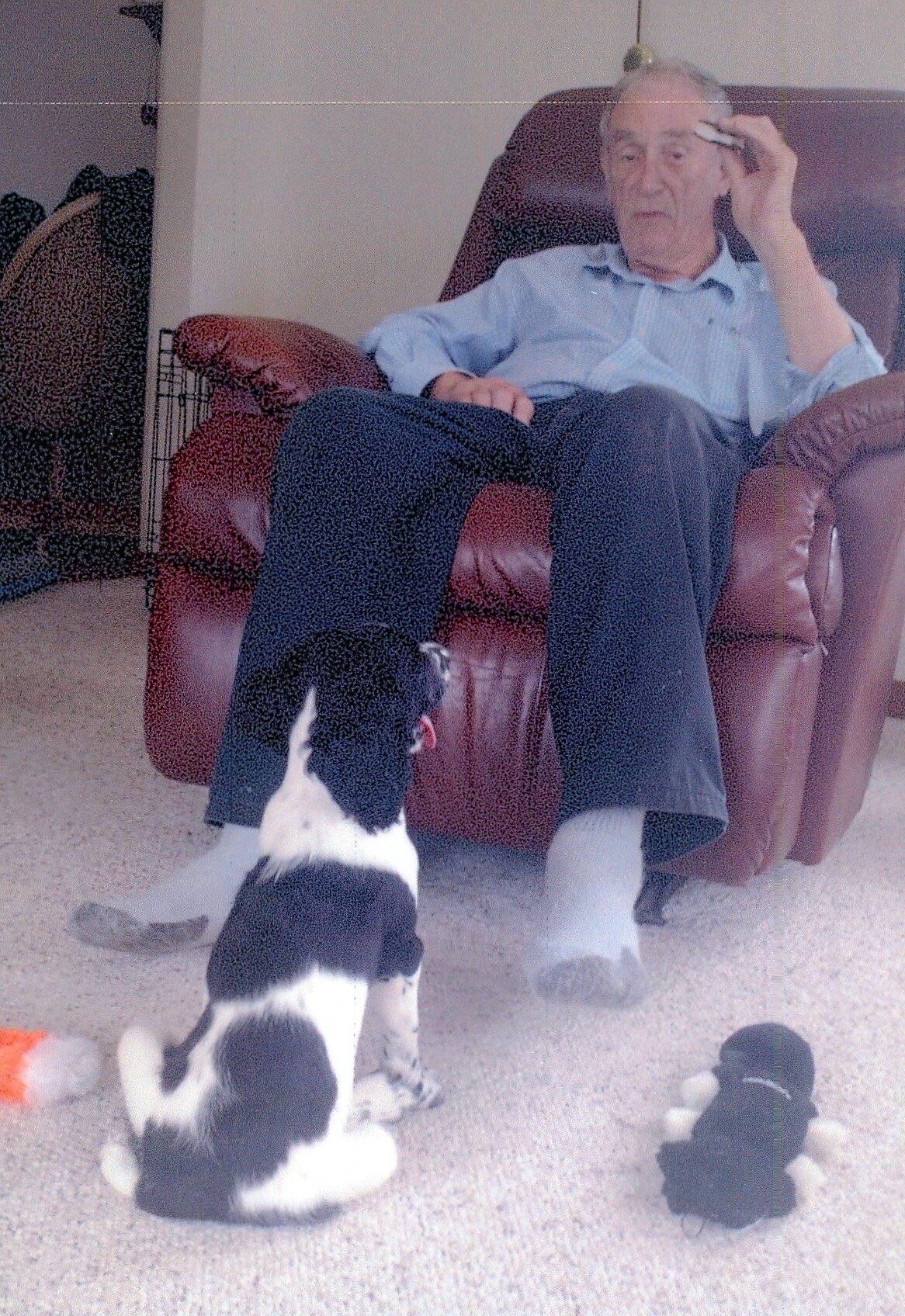 Older man reclining in a brown leather chair at home while a black-and-white puppy approaches him expectantly on a beige carpet.