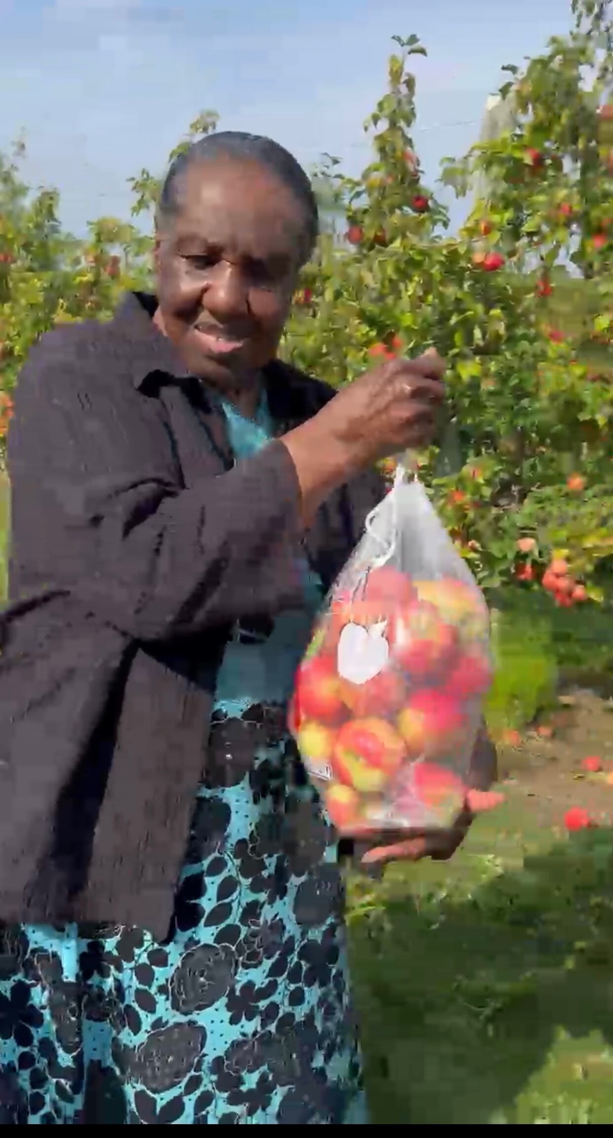 Older woman in a sunlit apple orchard holding a bag of apples, mid-pickoutdoor harvest scene