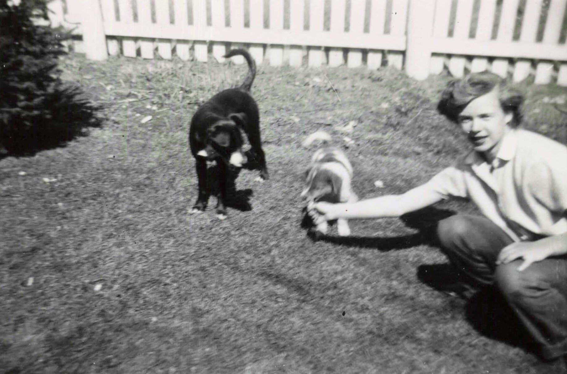 Person kneeling on the grass, petting a small light-colored dog as a black dog stands nearby with a white fence in the background.