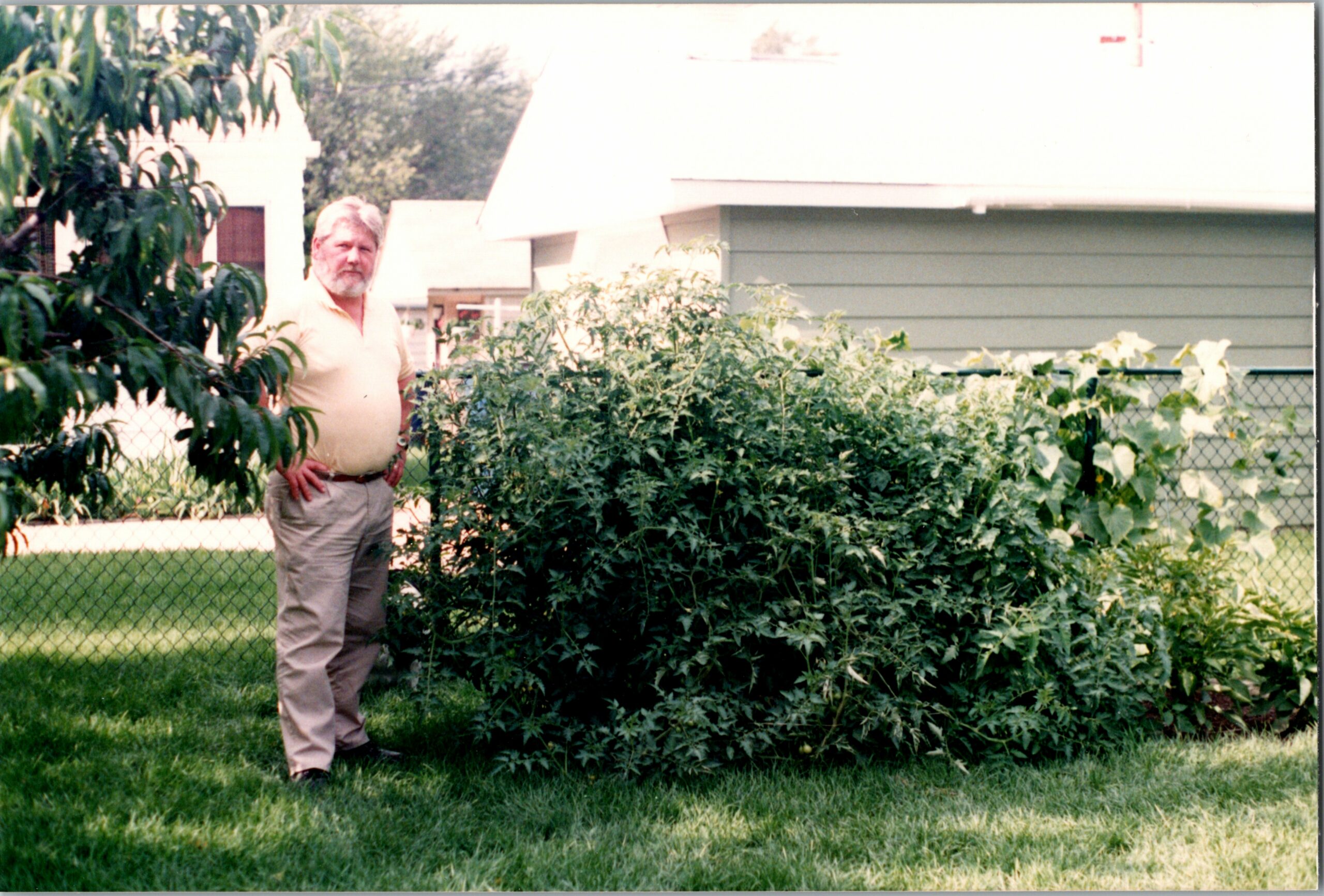 Older man with gray beard standing in a yard next to a large leafy shrub, with a chain-link fence and house in the background.