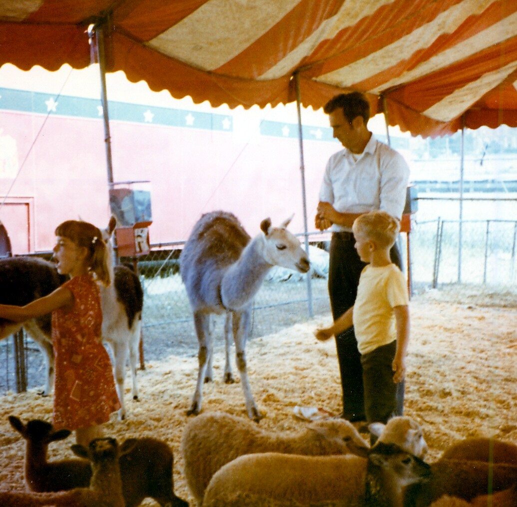 Man and two children standing with llamas inside a striped carnival tent, on sandy ground at a petting zoo.