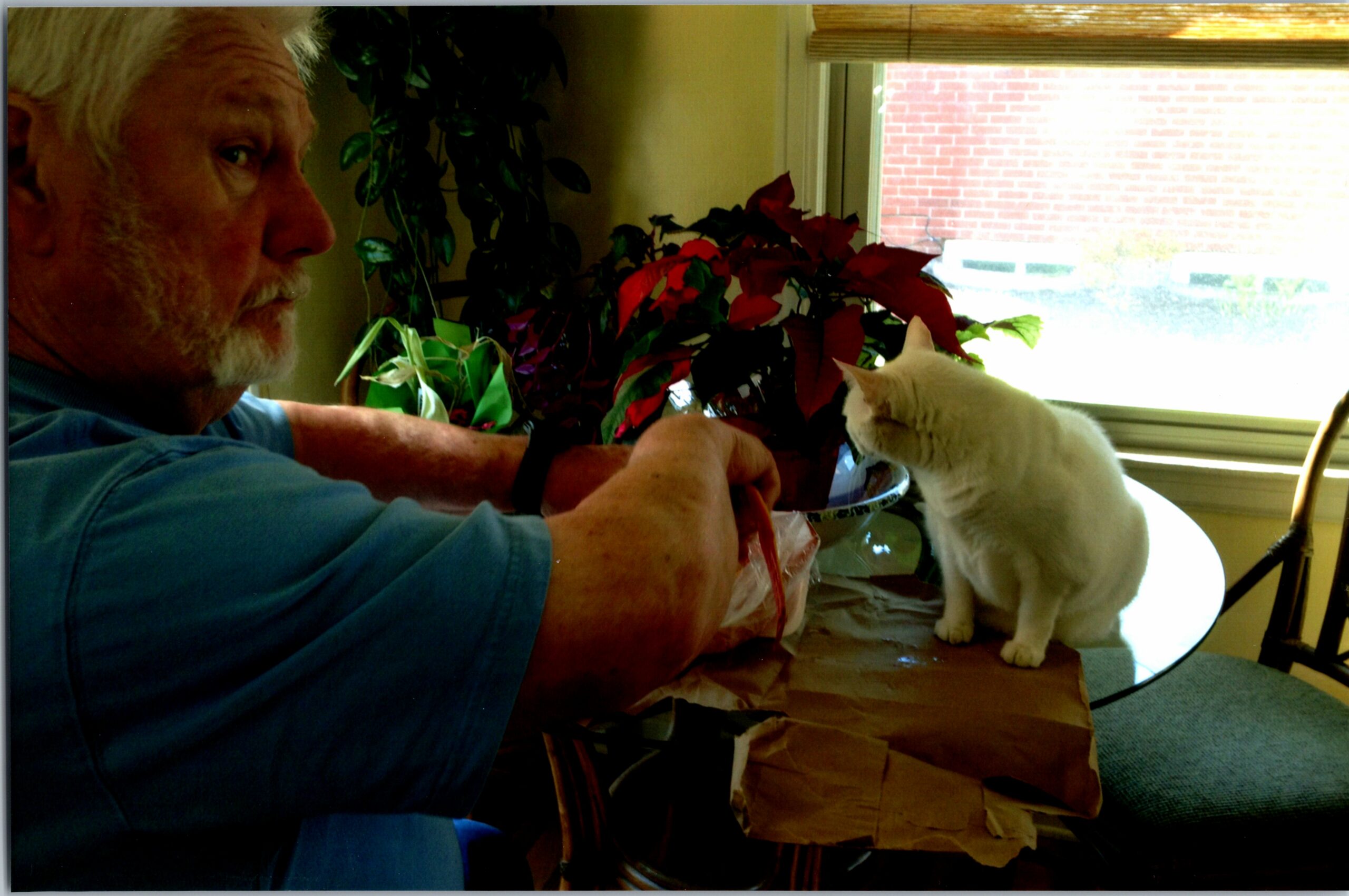Old man with white hair and beard sitting at a table, reaching toward a white cat near potted plants by a window.