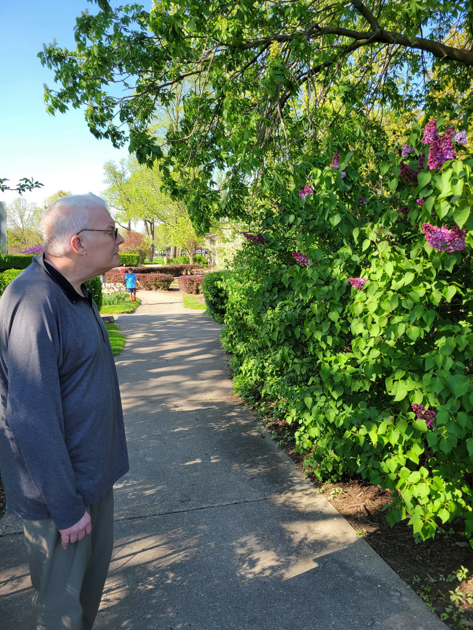 Older man in a dark sweater stands on a park path beside a hedge with purple lilac flowers under a bright blue sky.