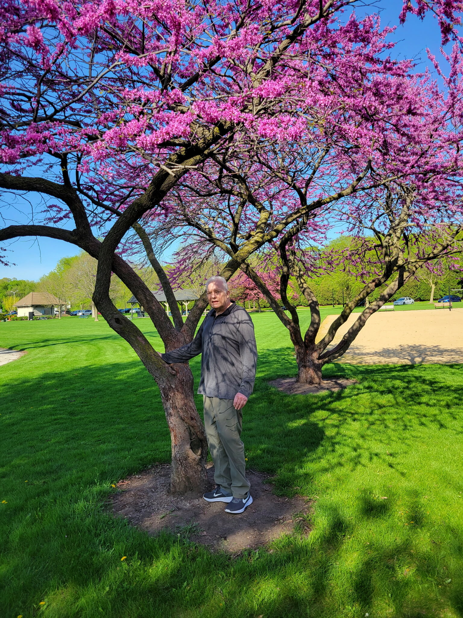 Man stands beside a pink-flowered tree in a sunny park with green grass and blue sky.