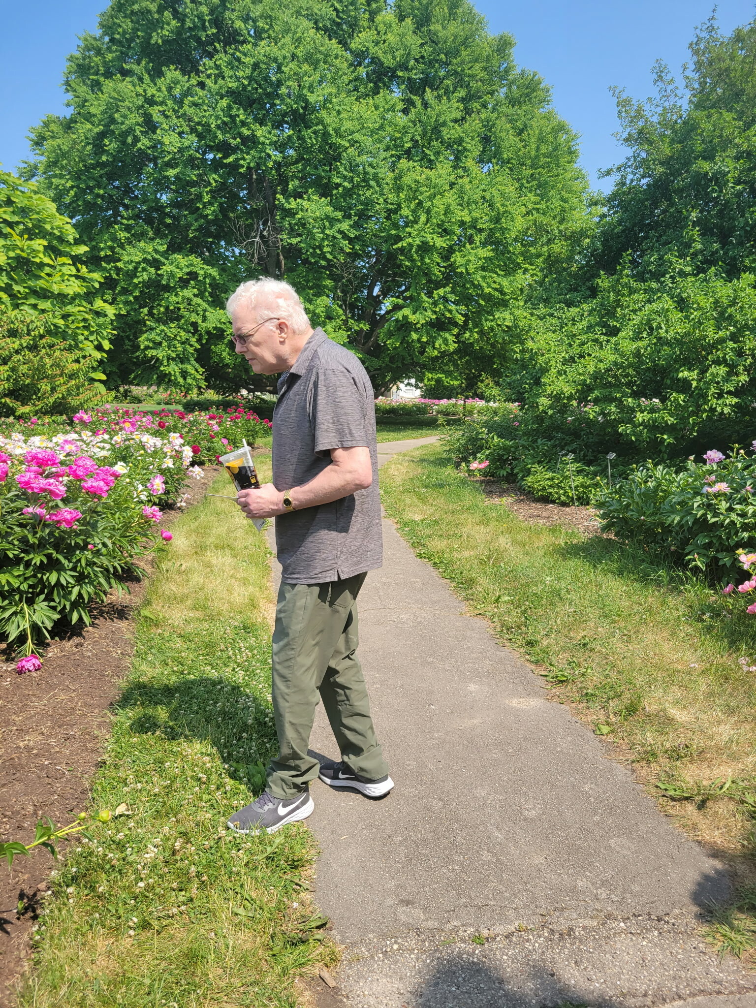 Older man in a gray shirt walks along a garden path beside pink flowers and lush green trees on a sunny day.