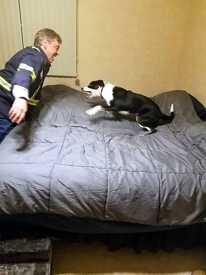 A firefighter in a navy uniform playfully leans toward a black-and-white dog jumping onto a bed indoors.