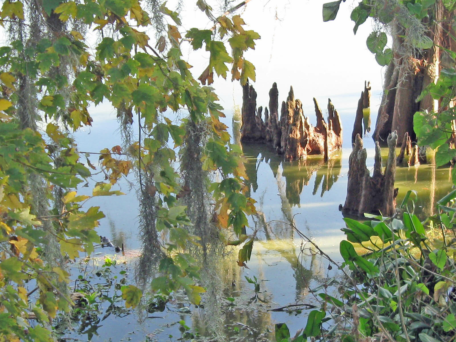 Swamp scene with standing cypress knees emerging from calm water among leafy branches and Spanish moss