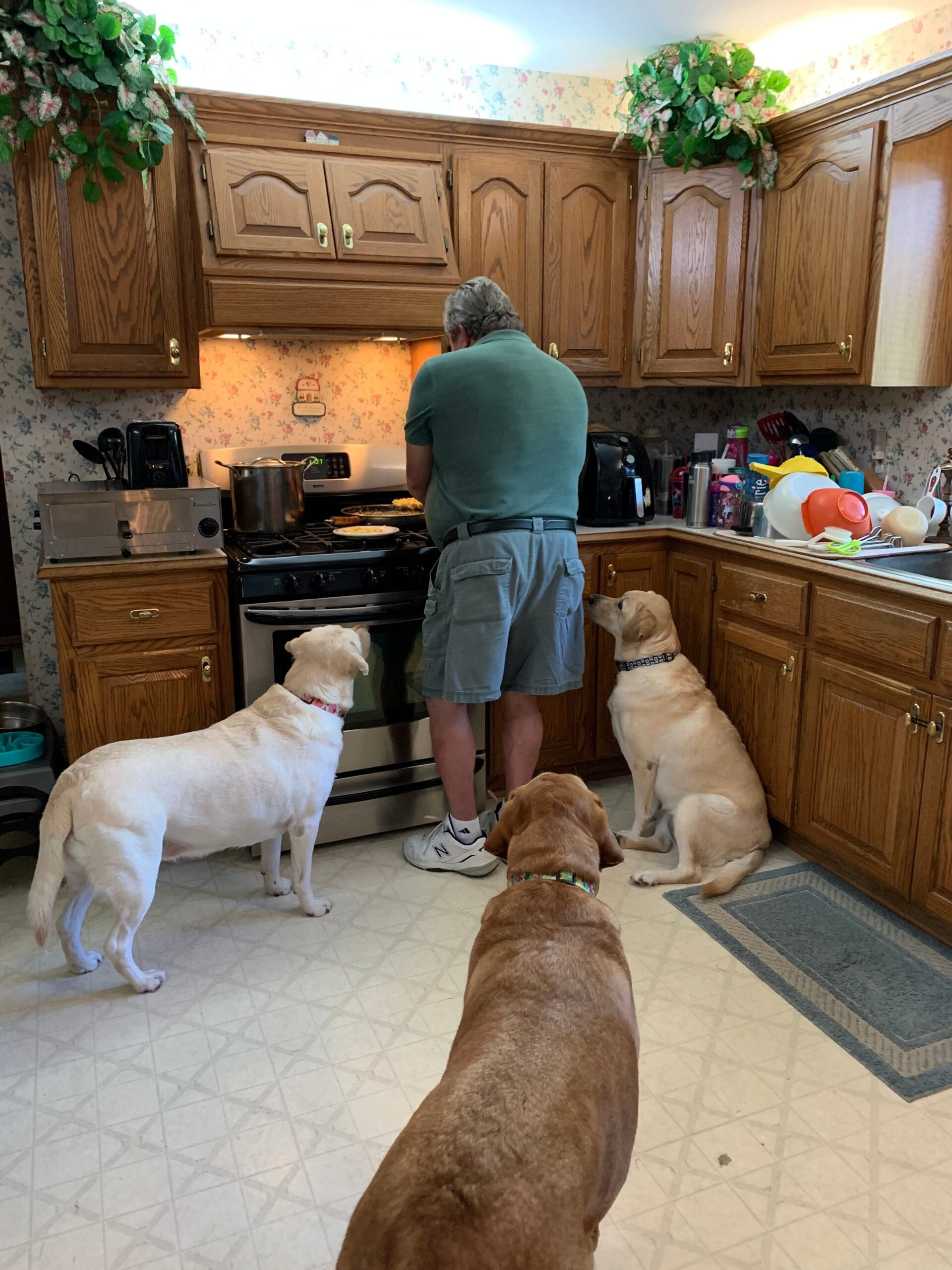 A man stands at a stove cooking in a cluttered kitchen while several dogs sit nearby and watch by the cabinets.