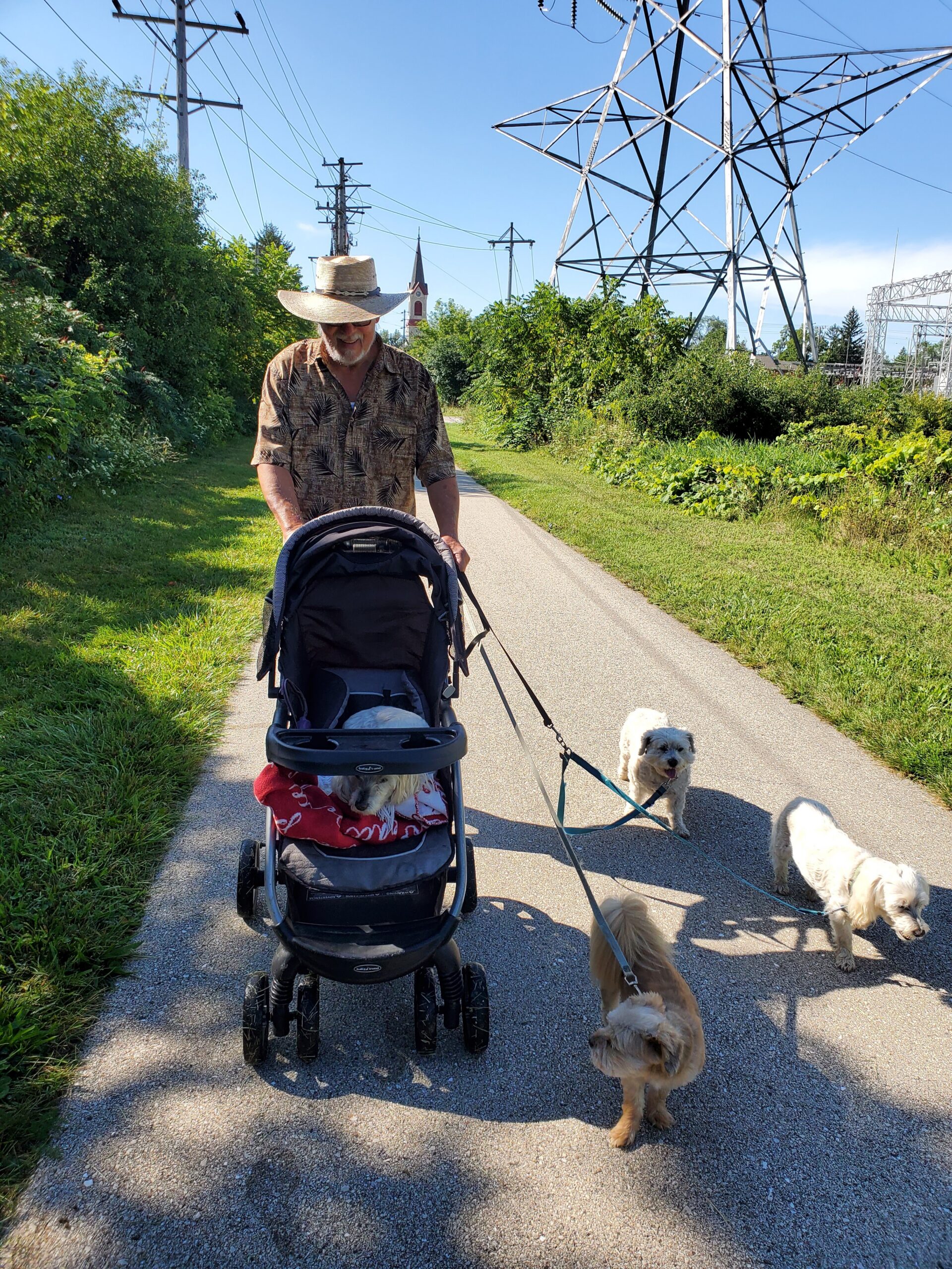 Man pushing a baby stroller along a sunny path with dogs on leashes, power lines and a church steeple in the background.