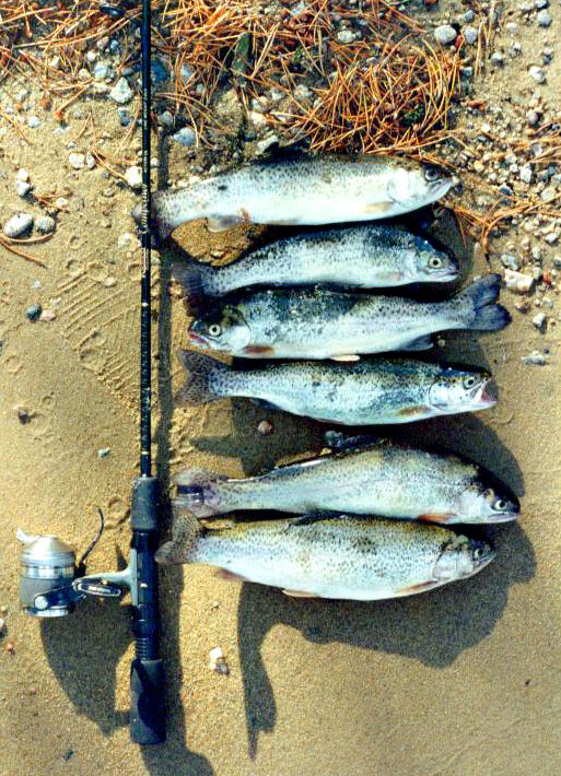 Five fish lined up on sandy beach beside a fishing rod and spinning reel.