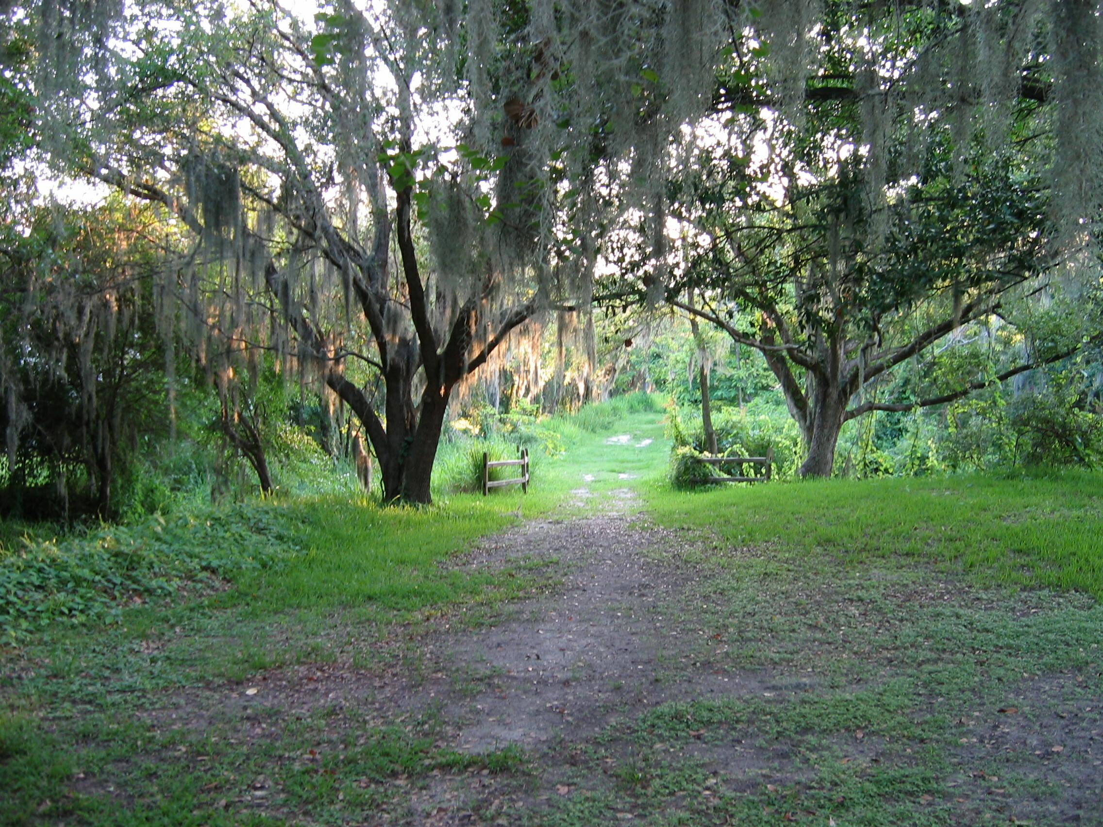 Path running through a shaded park with hanging Spanish moss from trees and a wooden bench along the side.