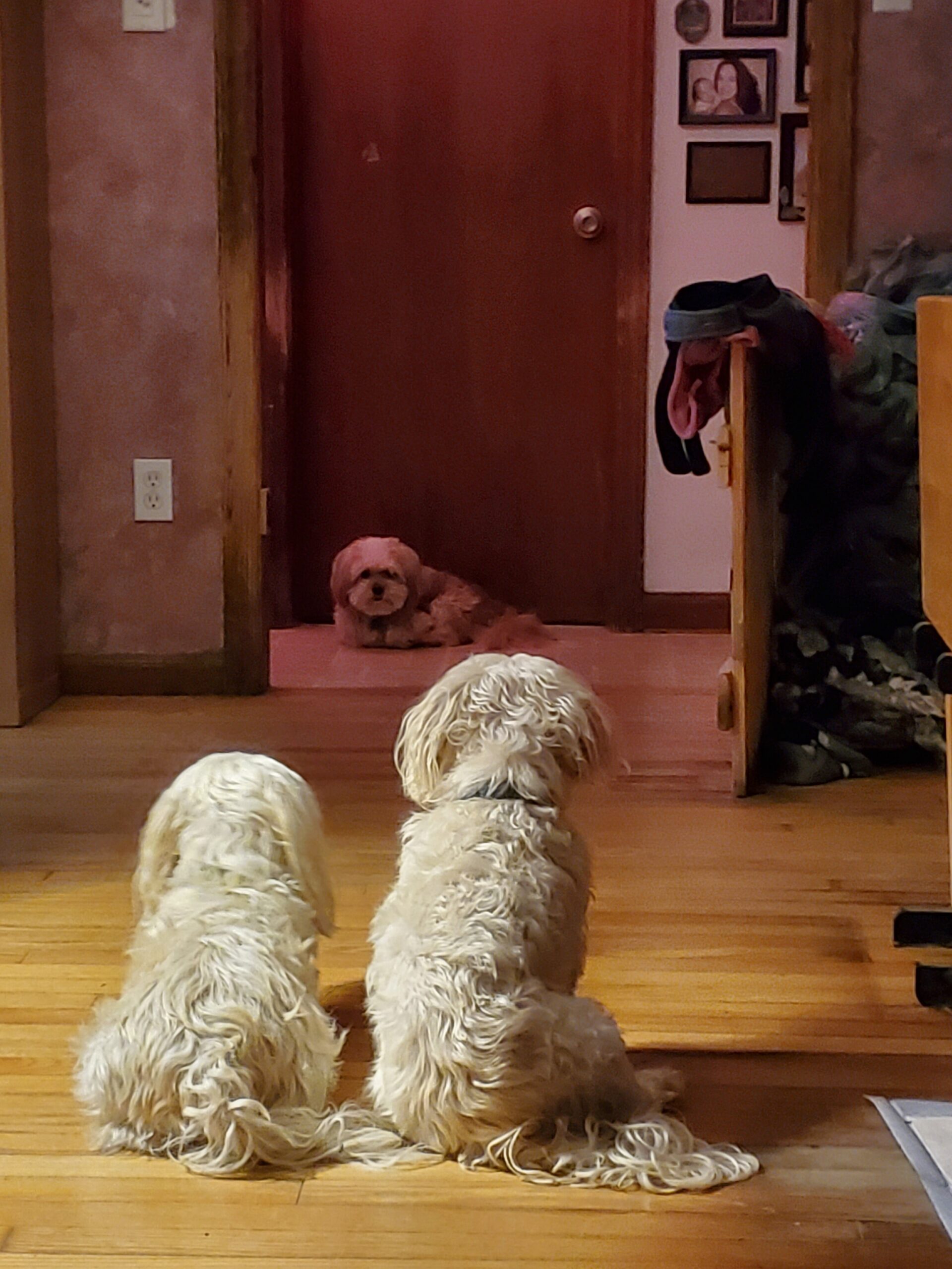 Two fluffy dogs sit on a wooden floor facing a closed brown door, with other dogs visible in the foreground as an audience.