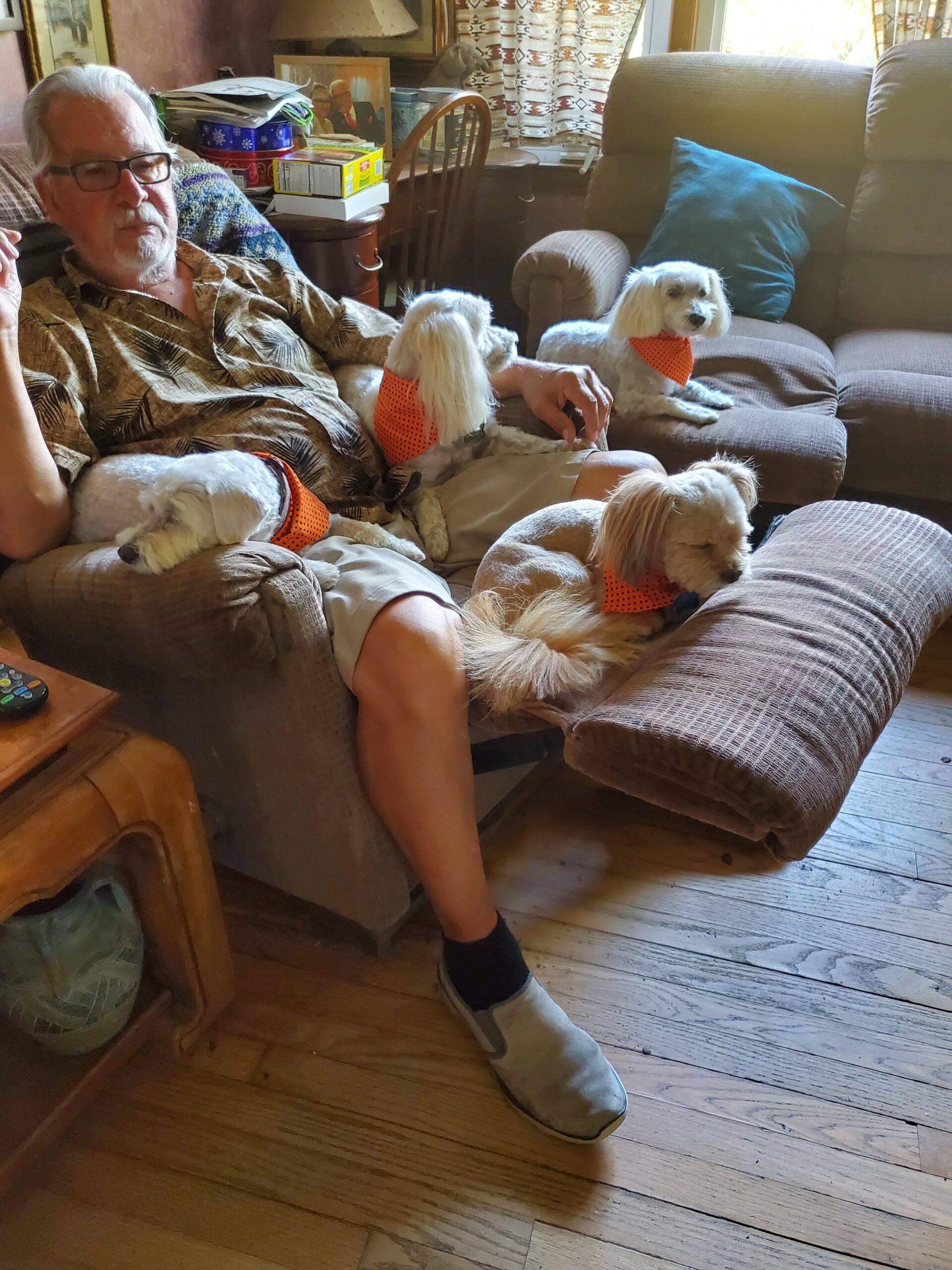 Older man in a patterned shirt sits on a sofa with several small white dogs wearing orange bandanas on his lap and nearby armrest in a cozy living room.