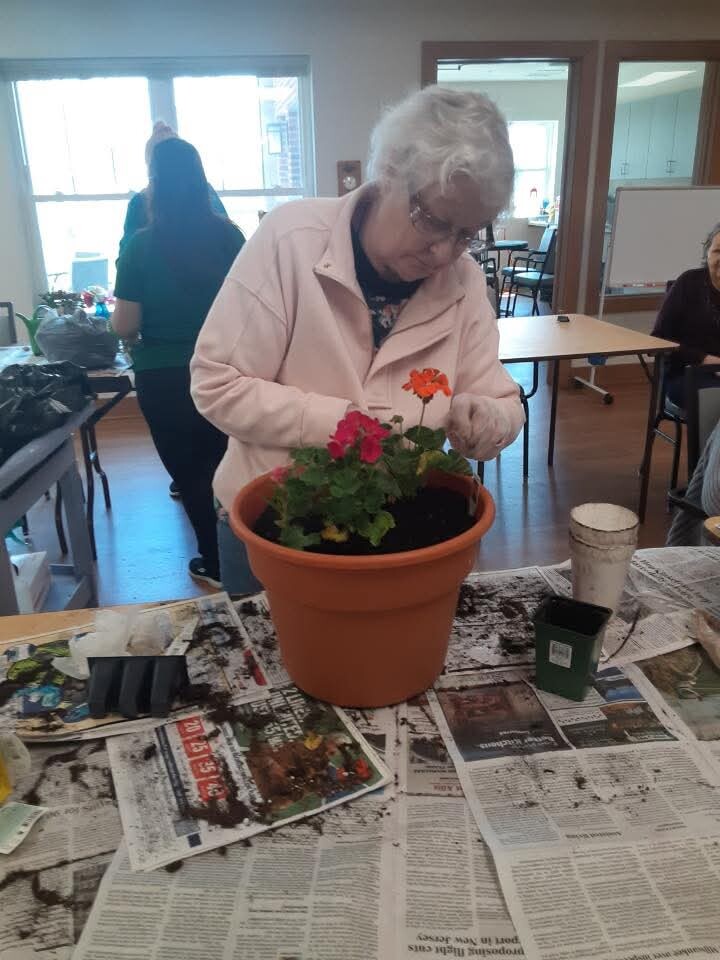 Older woman with white hair in a pink jacket potting pink and orange geraniums in a terracotta planter on a newspaper-covered table in a bright room.