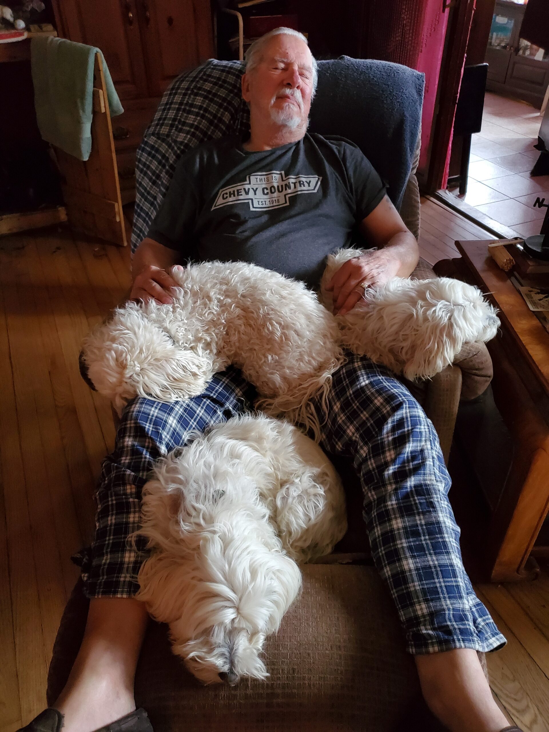 Older man with white beard asleep in a chair, wearing a Chevy Country T-shirt, while two large fluffy white dogs lie on his lap.