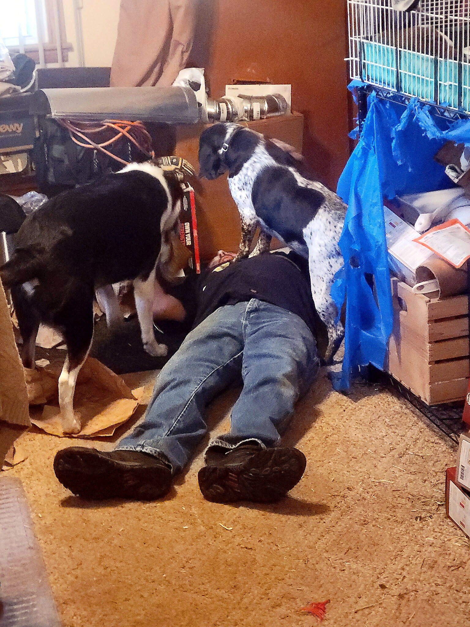 Two dogs examine a person lying on the floor amid clutter and blue bags in a messy room.