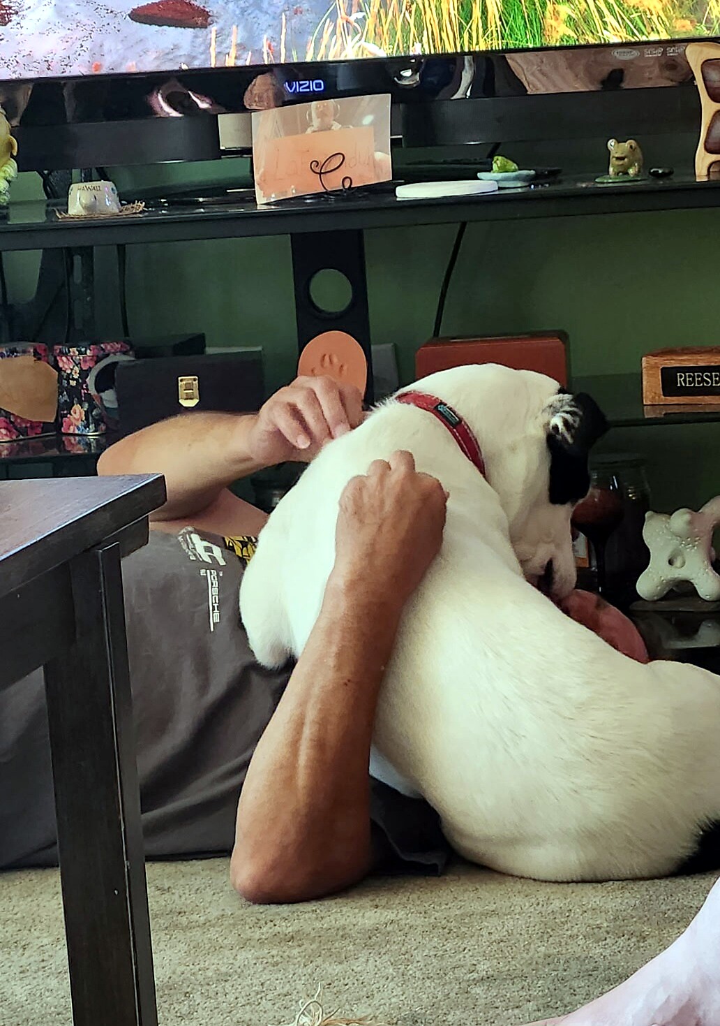 Person seated on the floor brushing a white dog with a red collar under a TV stand.