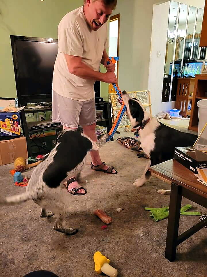 Two dogs tug on a blue-and-orange rope toy held by a man indoors, sharing a playful moment in a living room.
