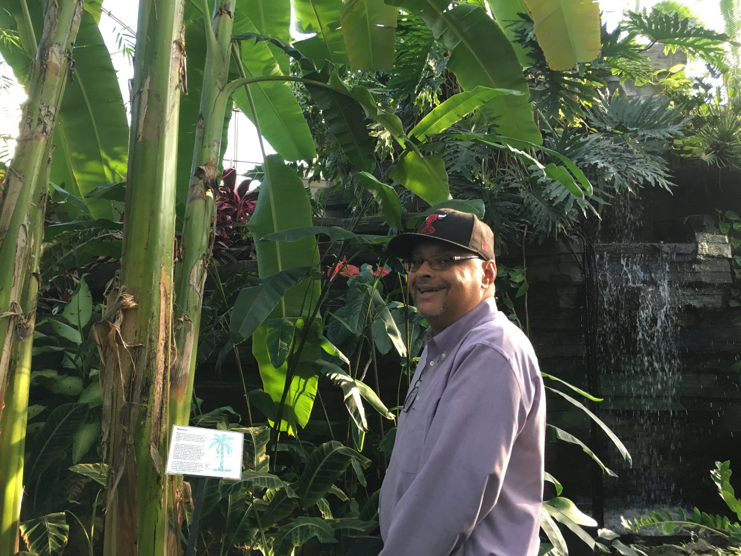 Smiling man in a purple shirt and cap stands among tall banana plants in a tropical garden.