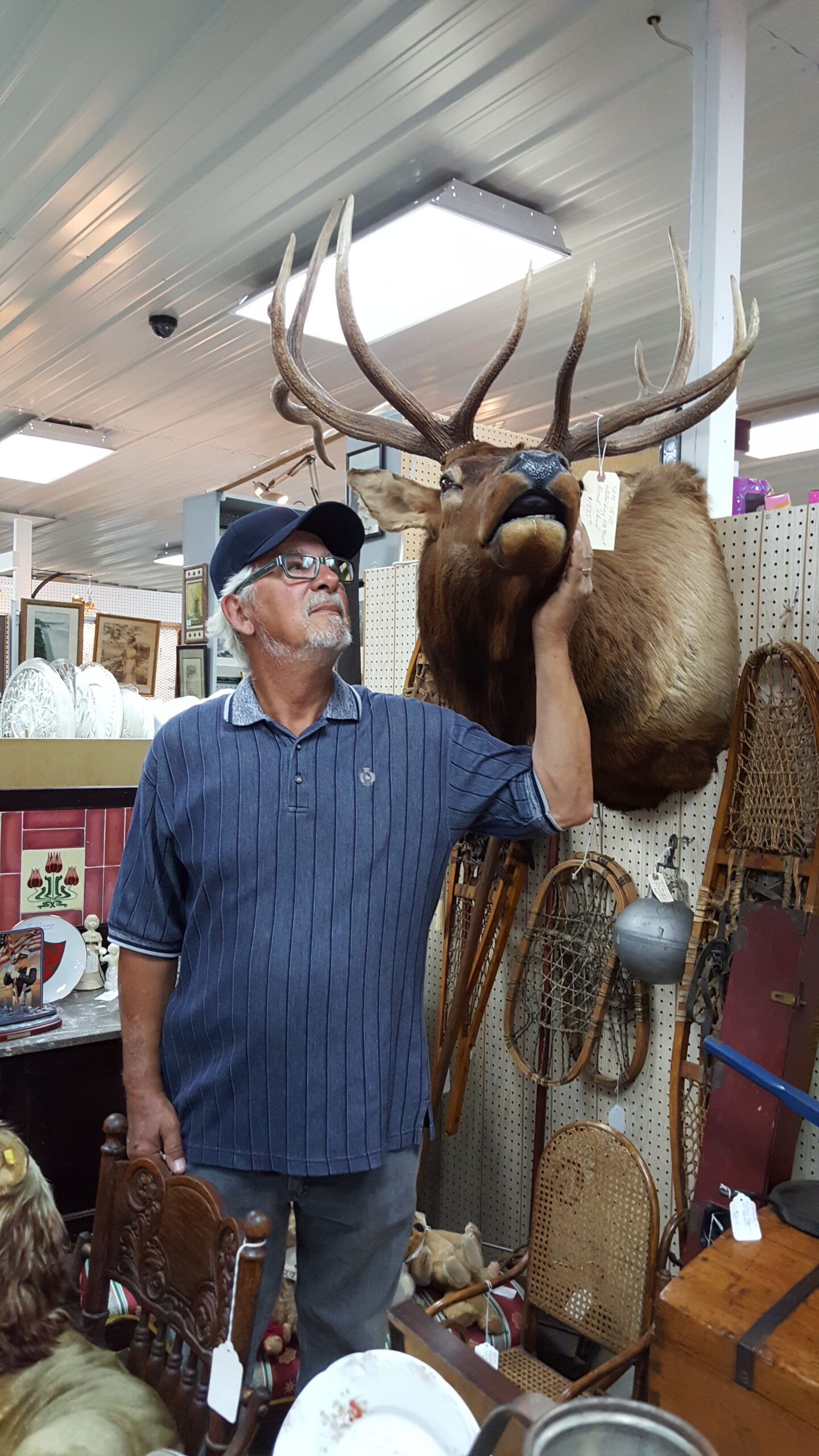 Man in a blue striped polo and cap touches a mounted moose head in an antique shop.