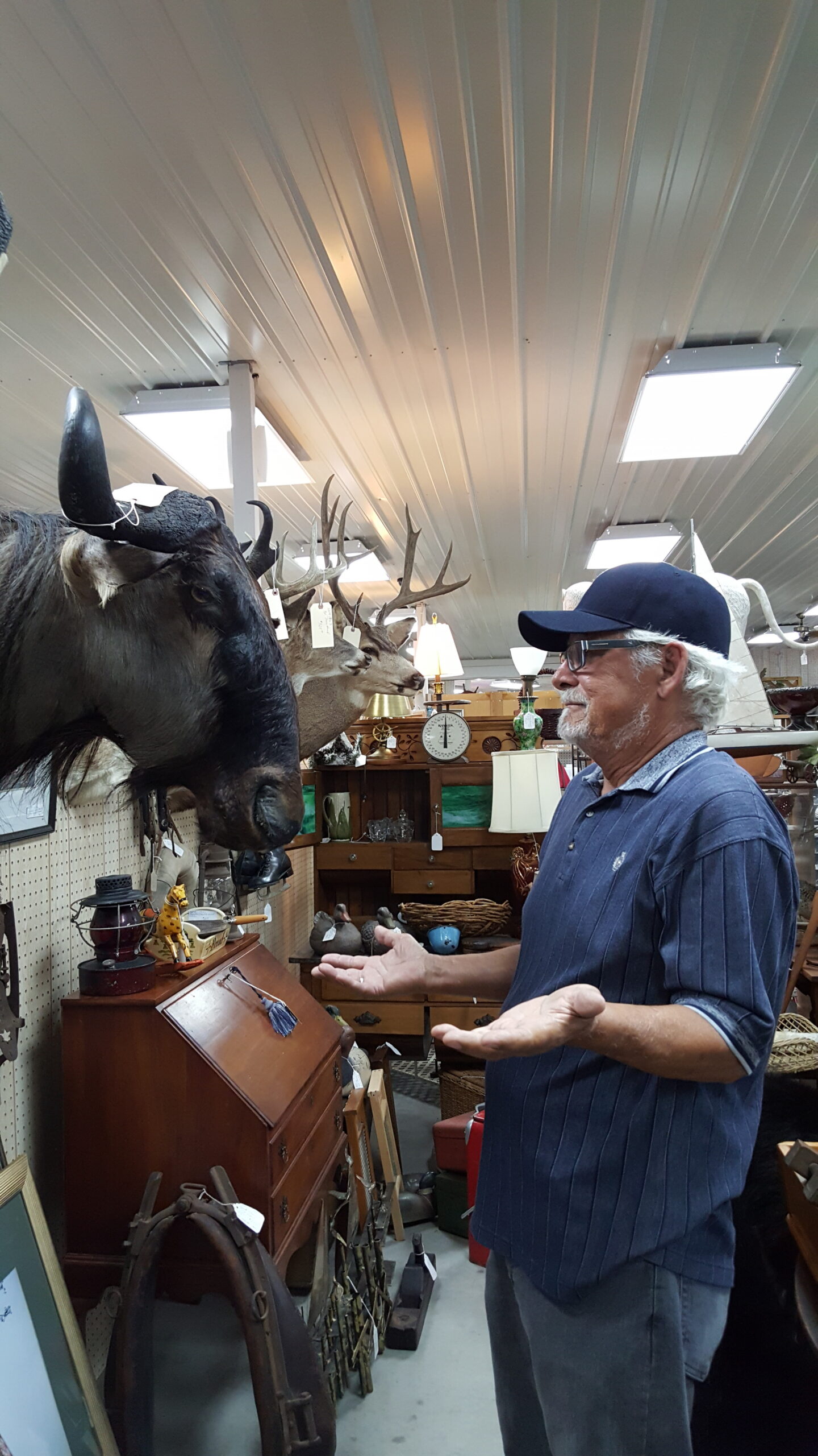 Man wearing a dark cap and polo shirt stands in an antique shop, gesturing with his hands as taxidermied animals and shelves surround him.