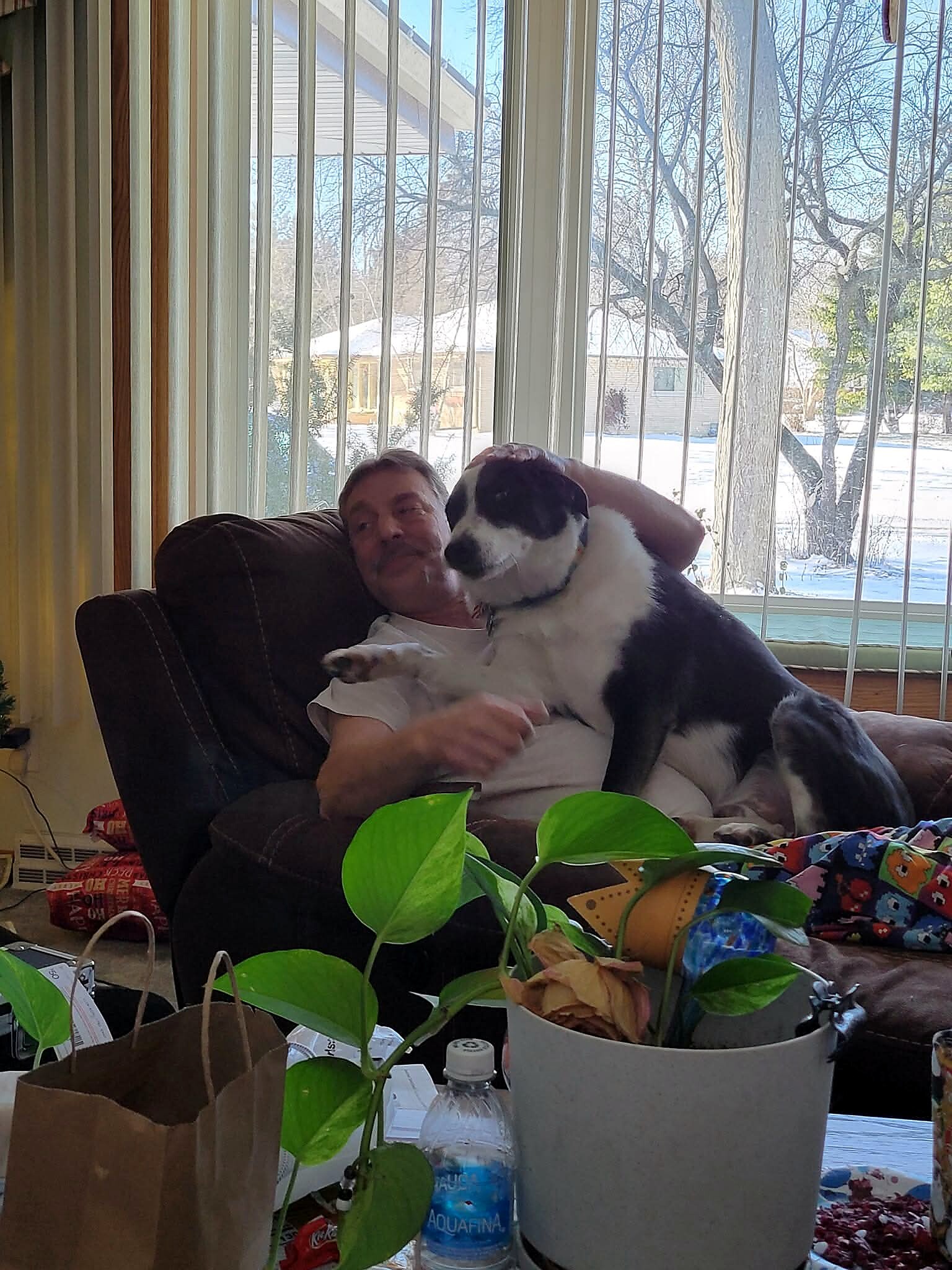 Man relaxing on a brown armchair with a black-and-white dog on his lap, by a window with vertical blinds and houseplants nearby.