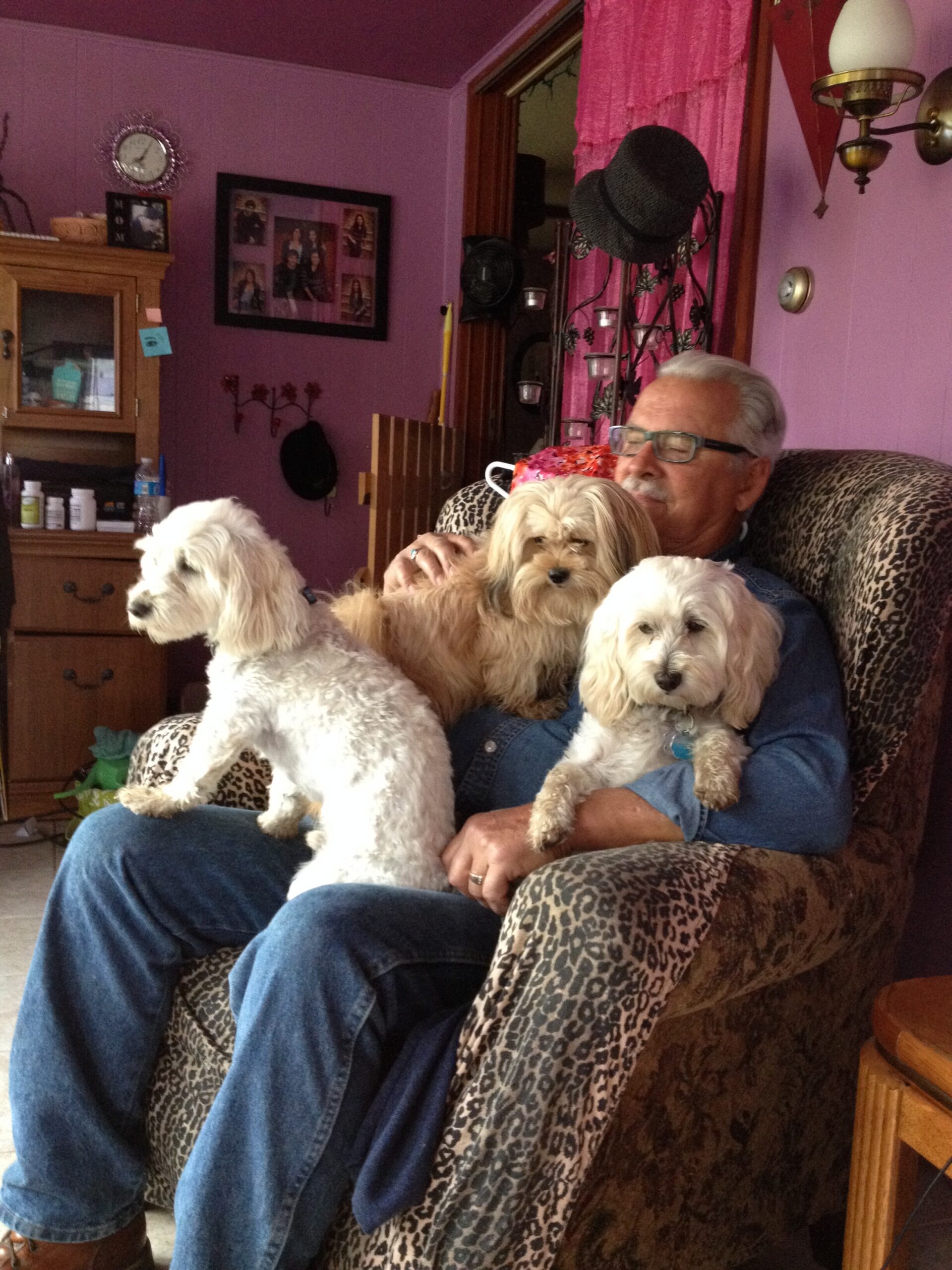 Older man wearing glasses sits in a leopard‑print chair with three fluffy white dogs on his lap and nearby.