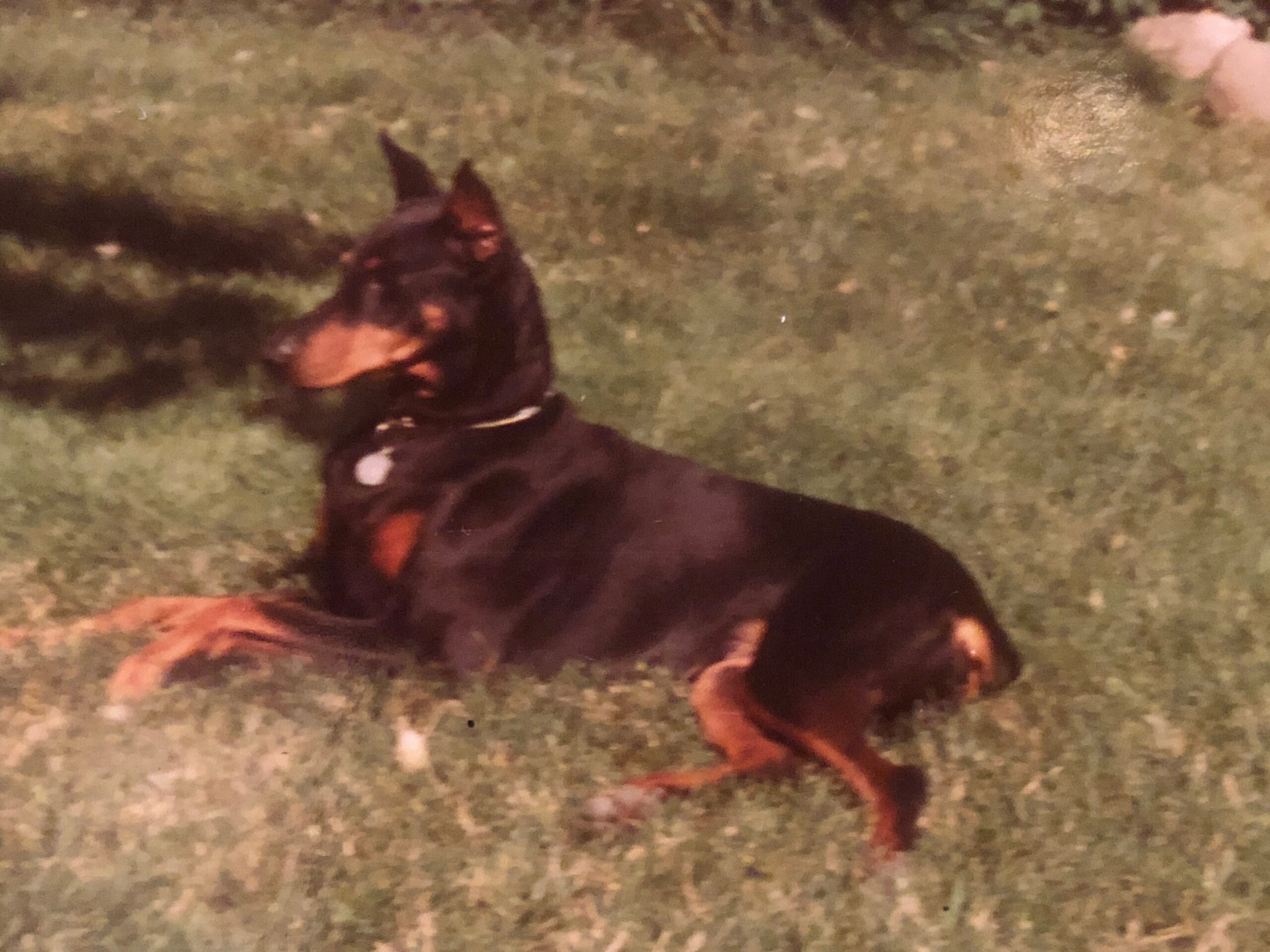 Black and tan dog lying on grass at night, head up with ears perked, outdoors on a lawn