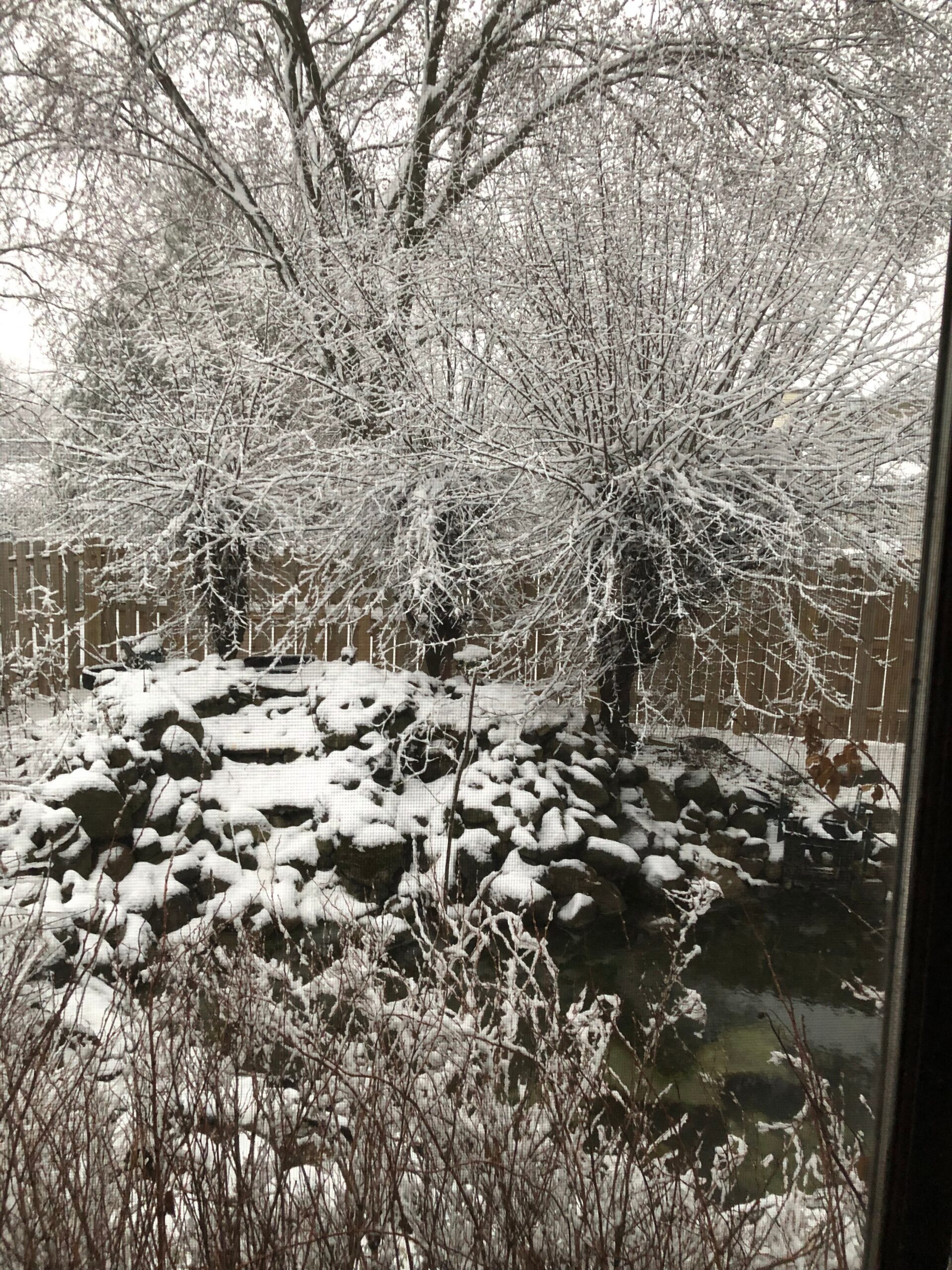 Winter scene with snow-covered bushes and bare trees behind a wooden fence in a yard.