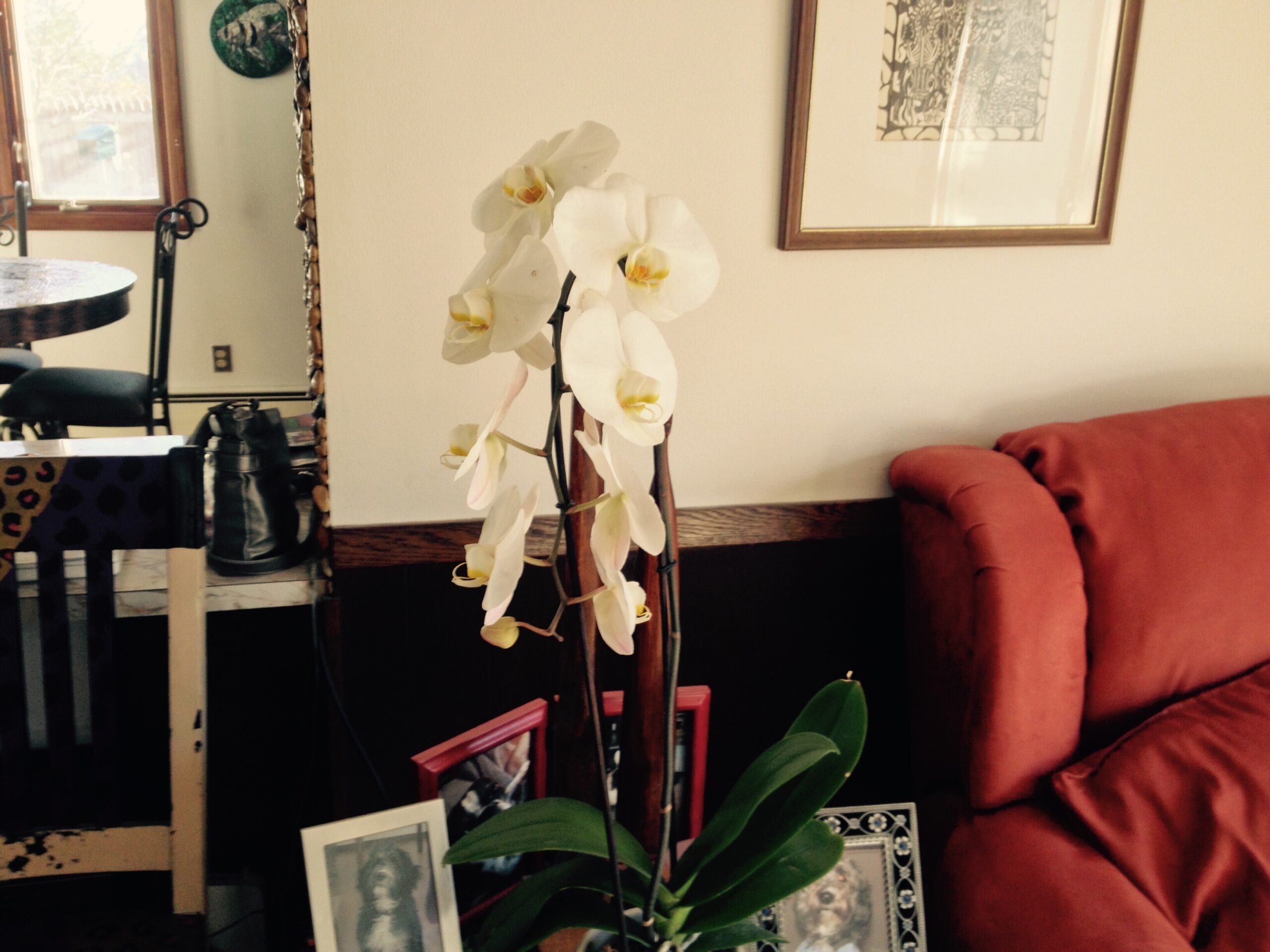 Indoor living room scene with a tall white orchid plant in the foreground, red sofa on the right, and framed photos leaning against the wall in the background.