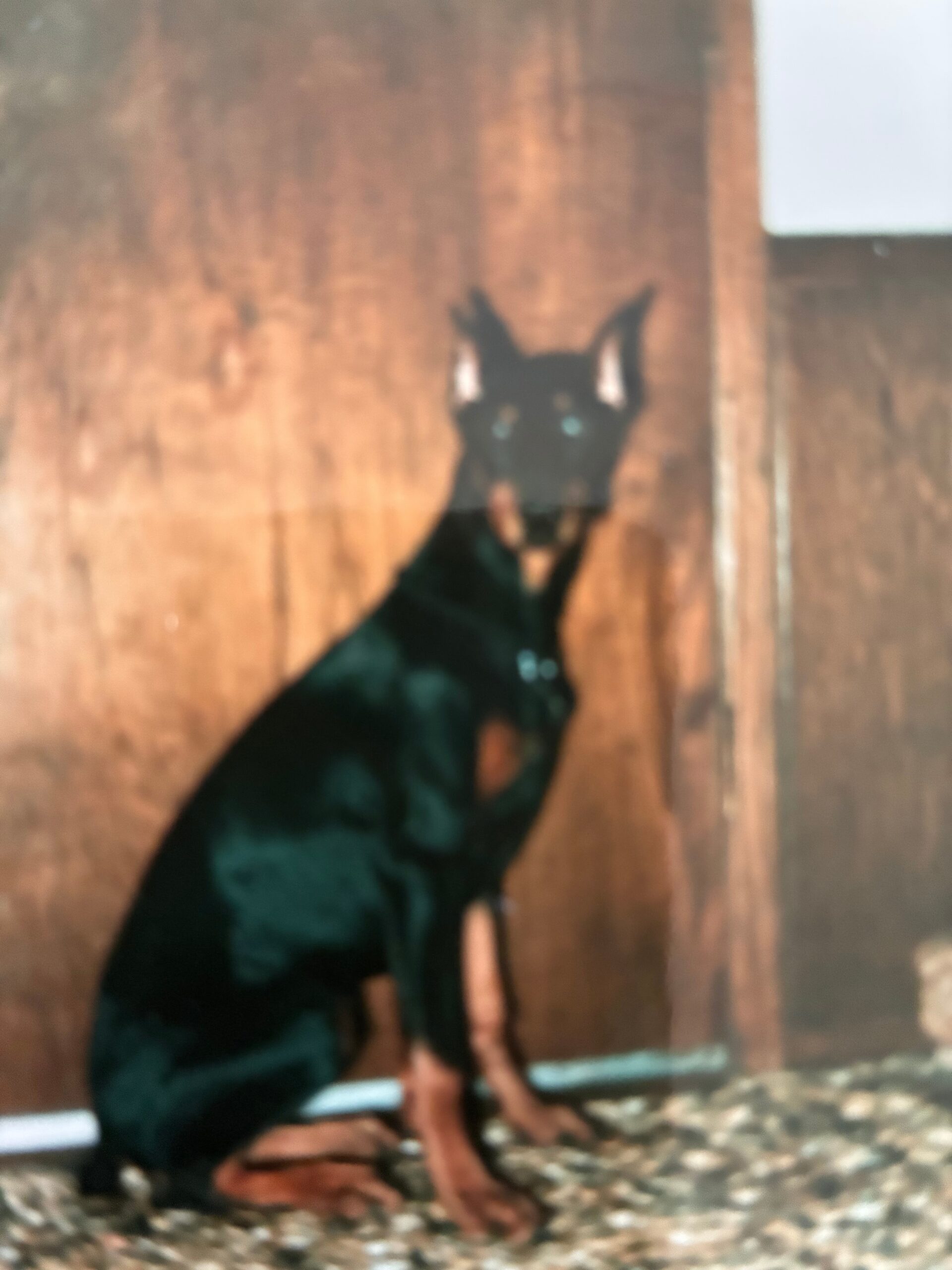 Blurry image of a black cat with pointed ears standing on a speckled floor beside a wooden wall.