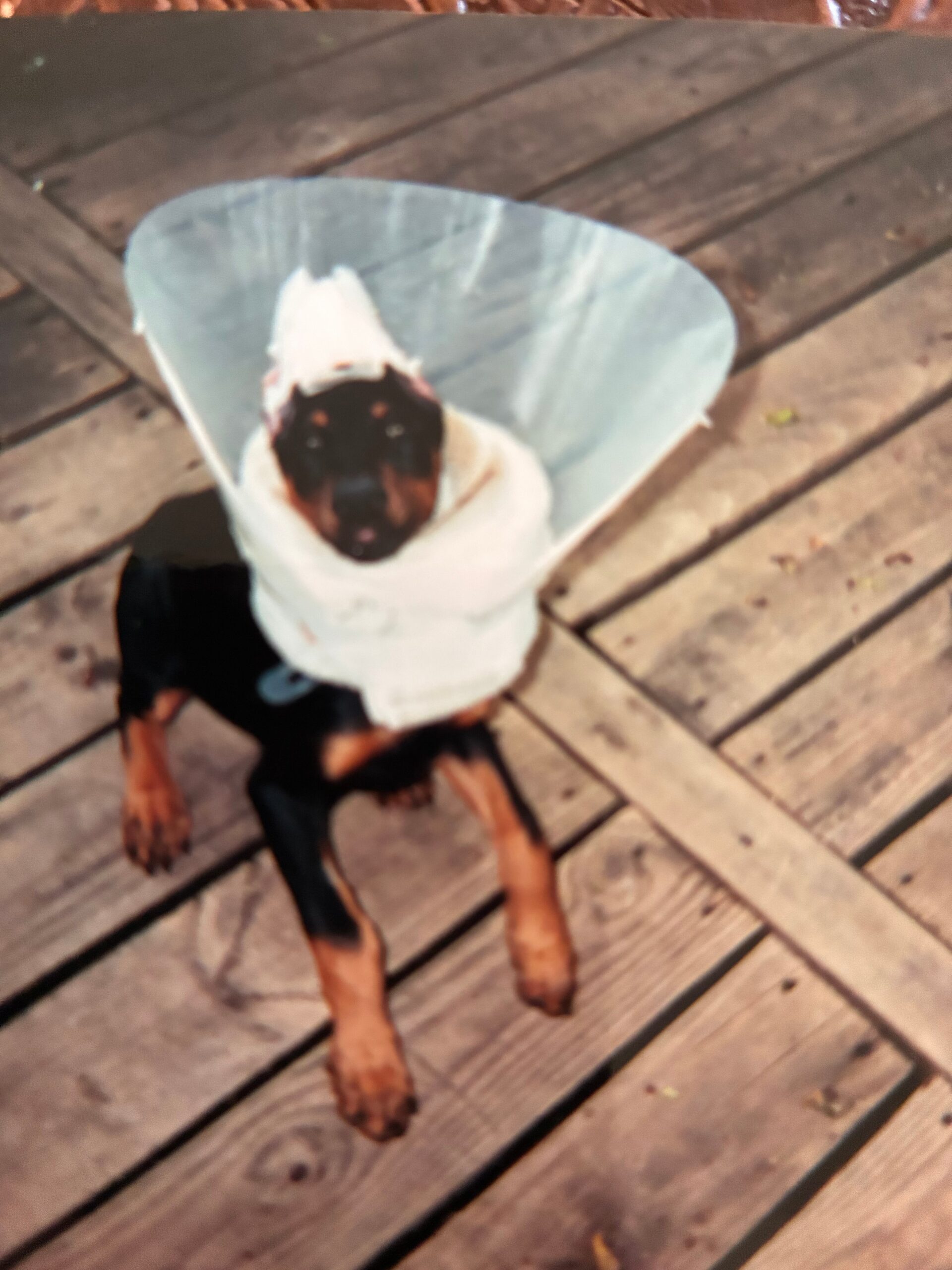 Black and tan dog wearing a white medical cone (E-collar) around its neck, sitting on a wooden deck.