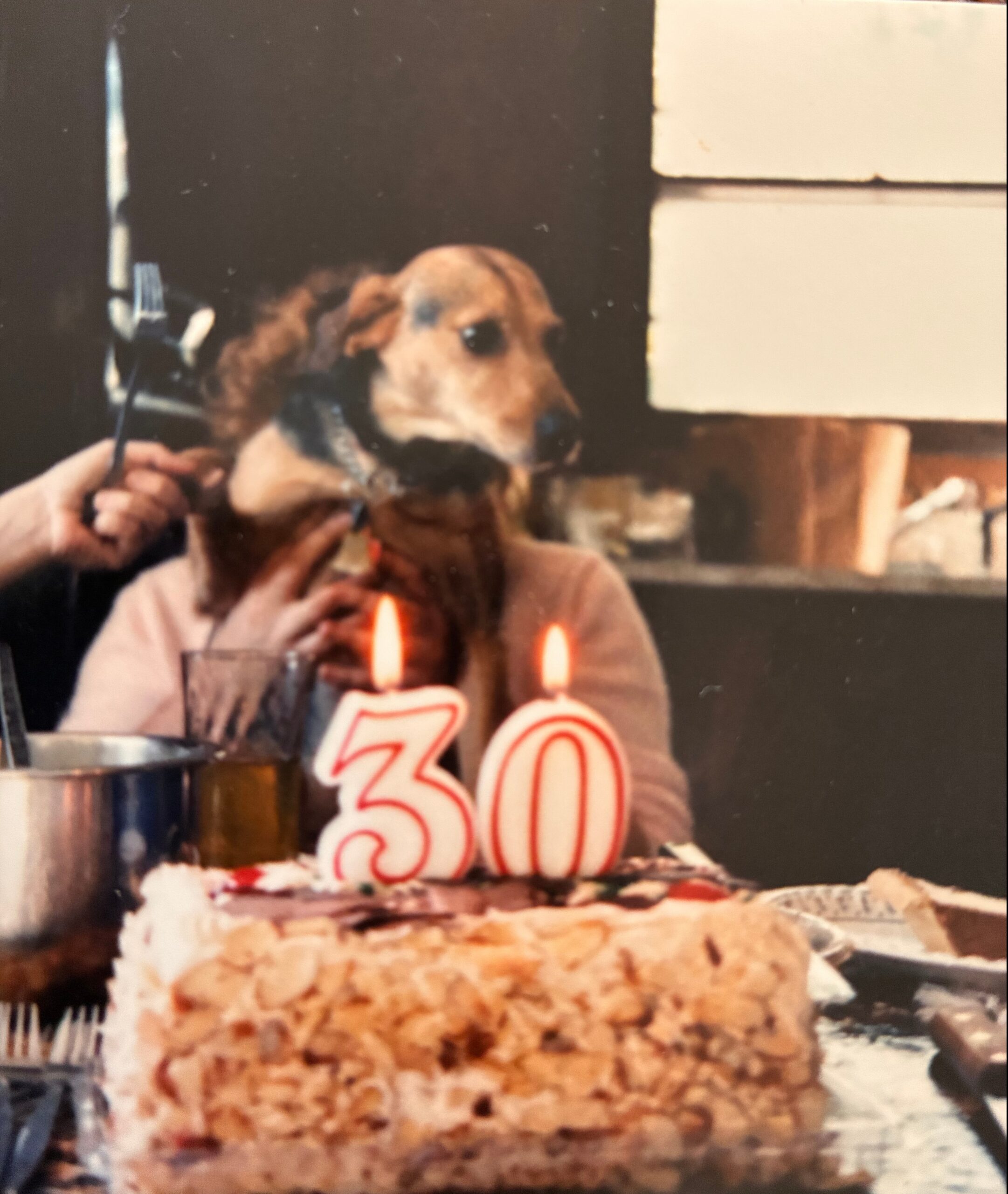 Dog at a 30th birthday party with a cake and two lit candles in front of it.