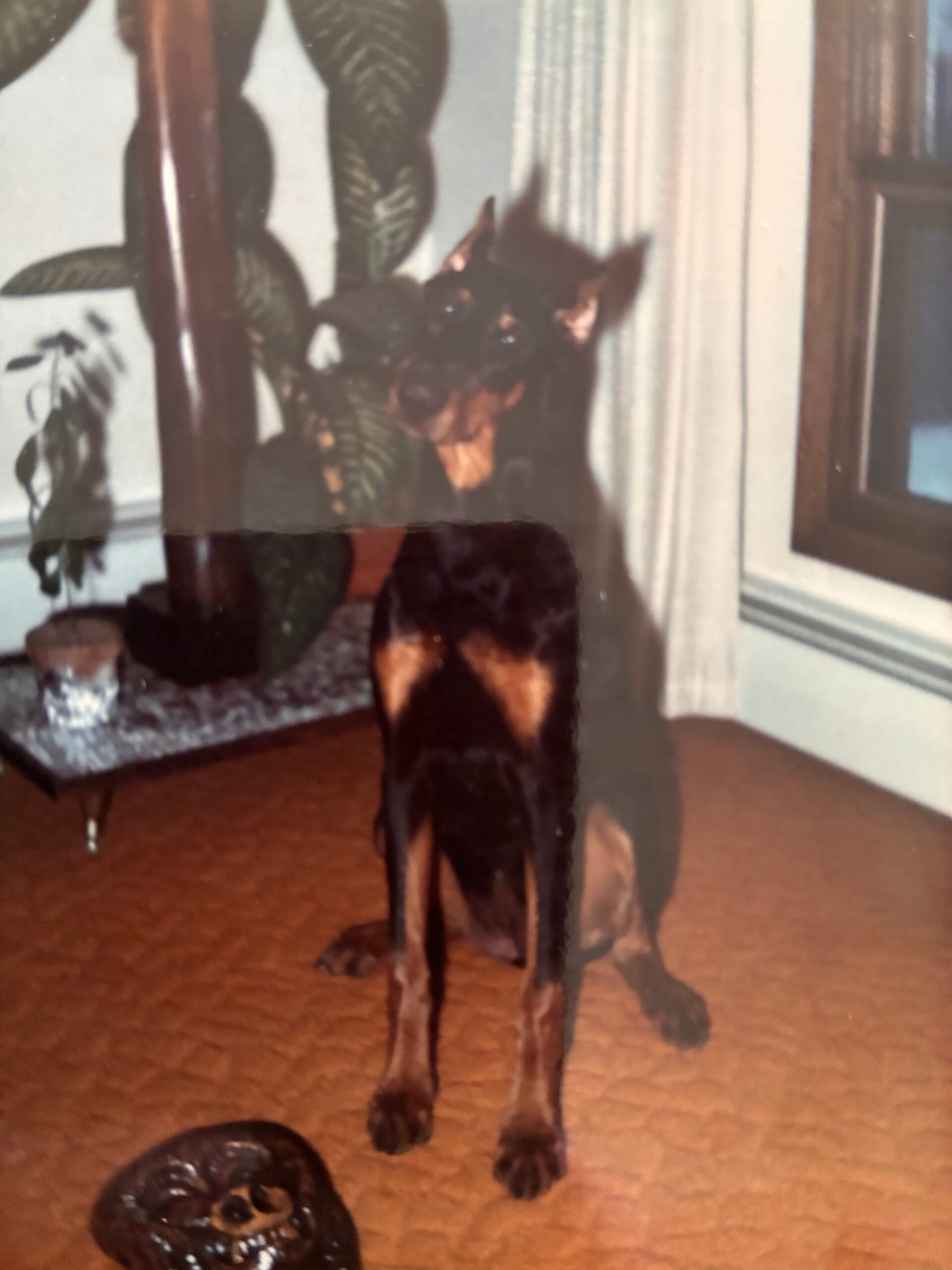 Black-and-tan dog statue with long legs standing on a wooden table next to a potted plant and a decorative skull, in a living room.