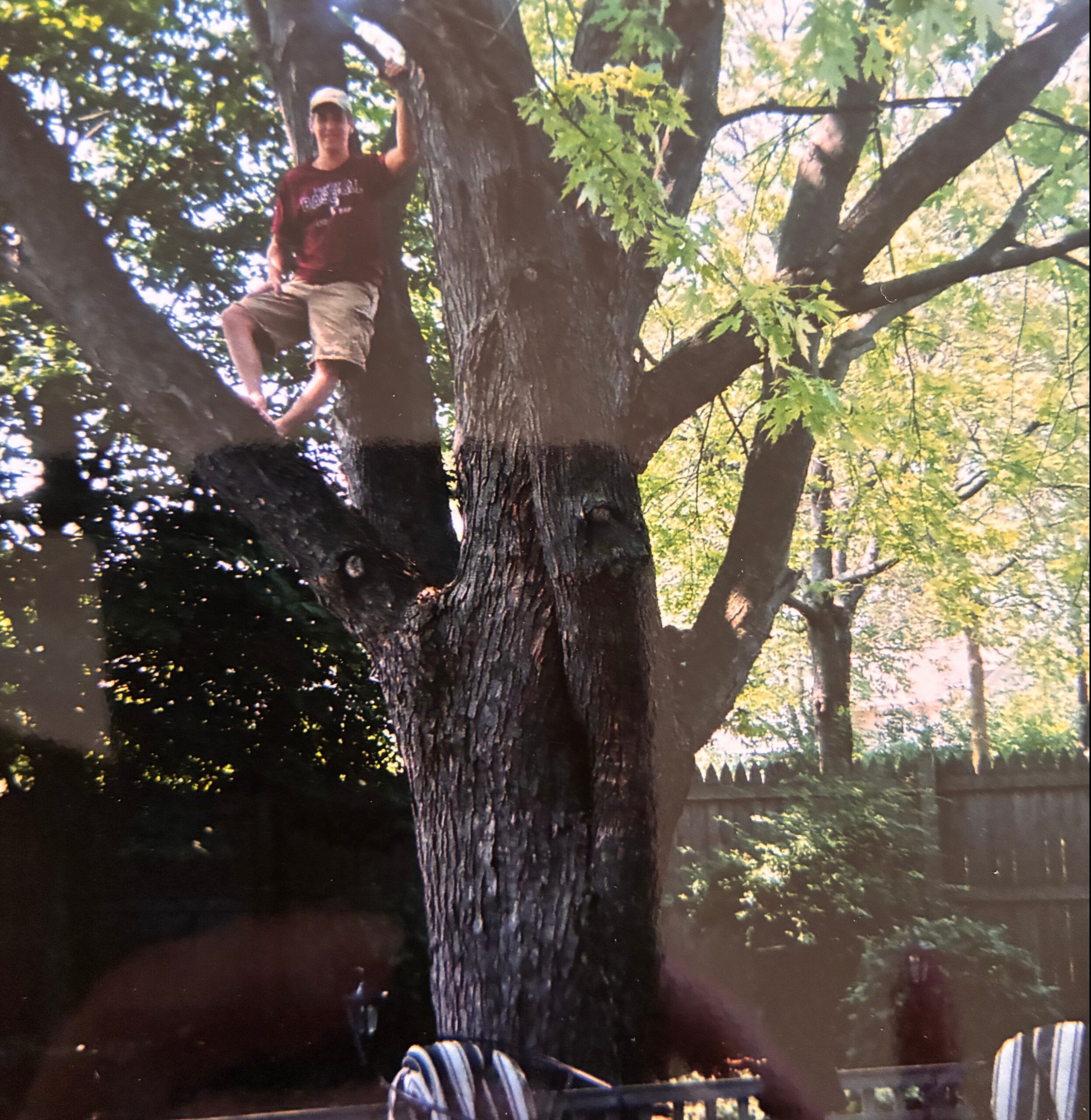 Person wearing a cap and maroon shirt sits on a tree branch among green leaves outdoors.
